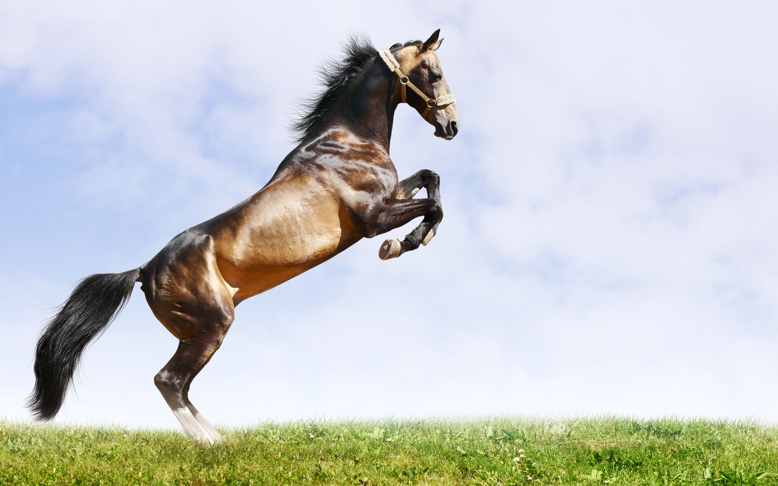 A brown horse rears up in a grassy field under a cloudy sky. HD Wallpaper