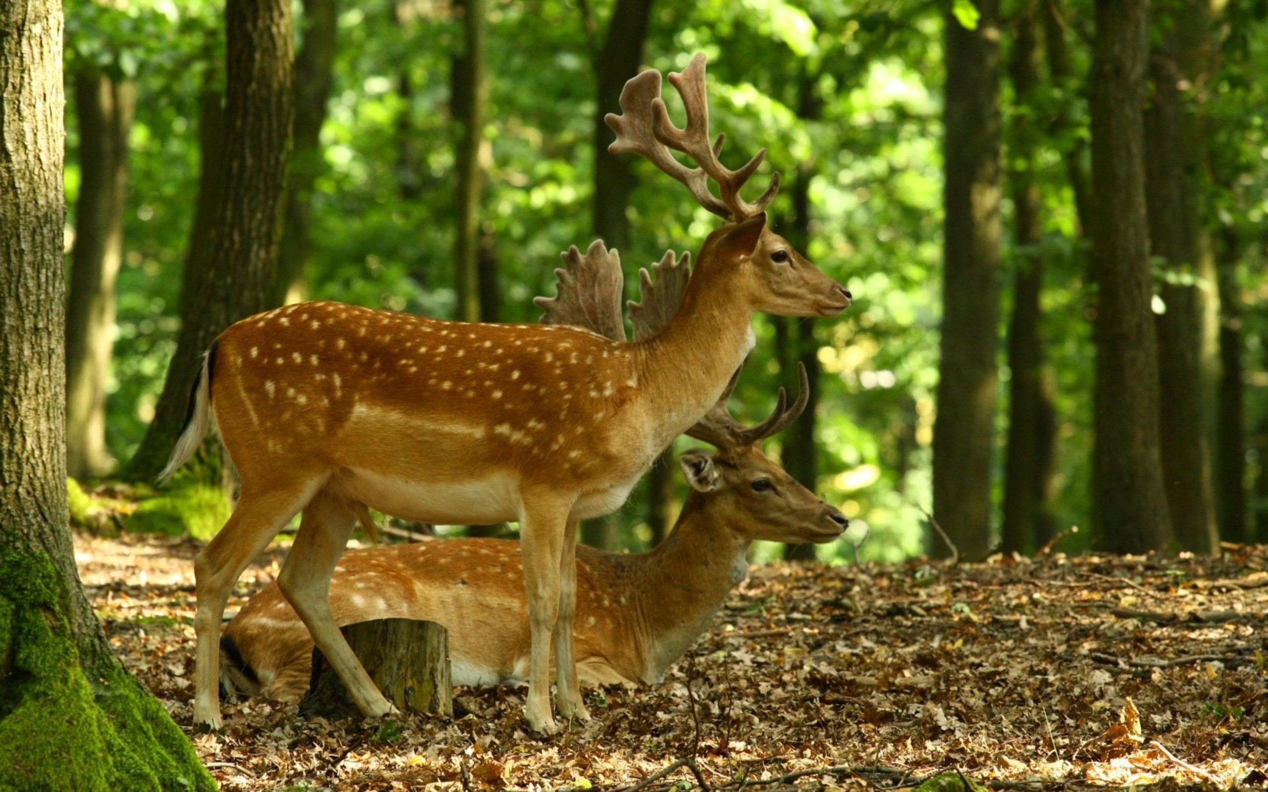 Two deer with antlers in a forest HD Wallpaper