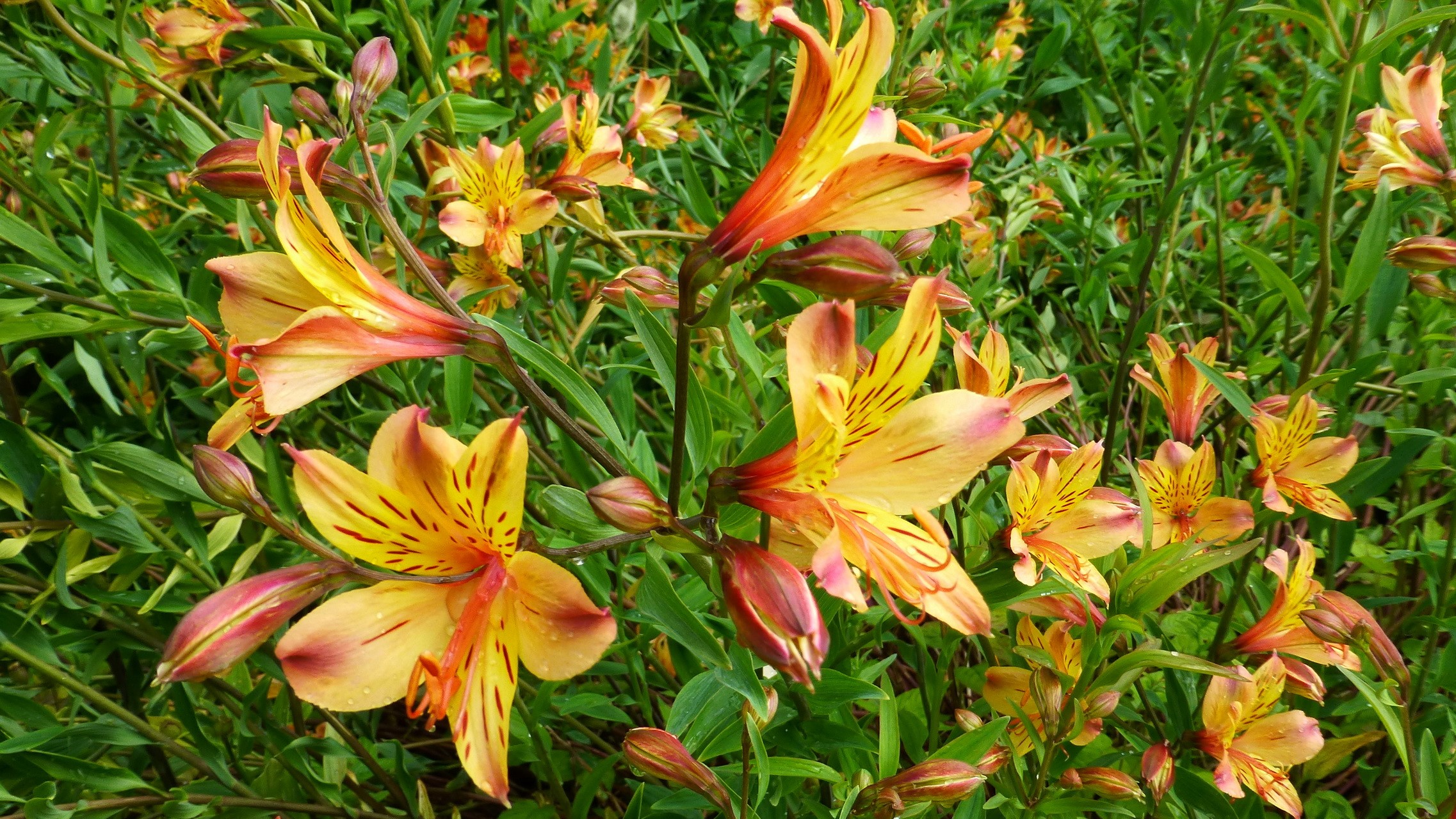 Orange and yellow Alstroemeria flowers in bloom HD Wallpaper