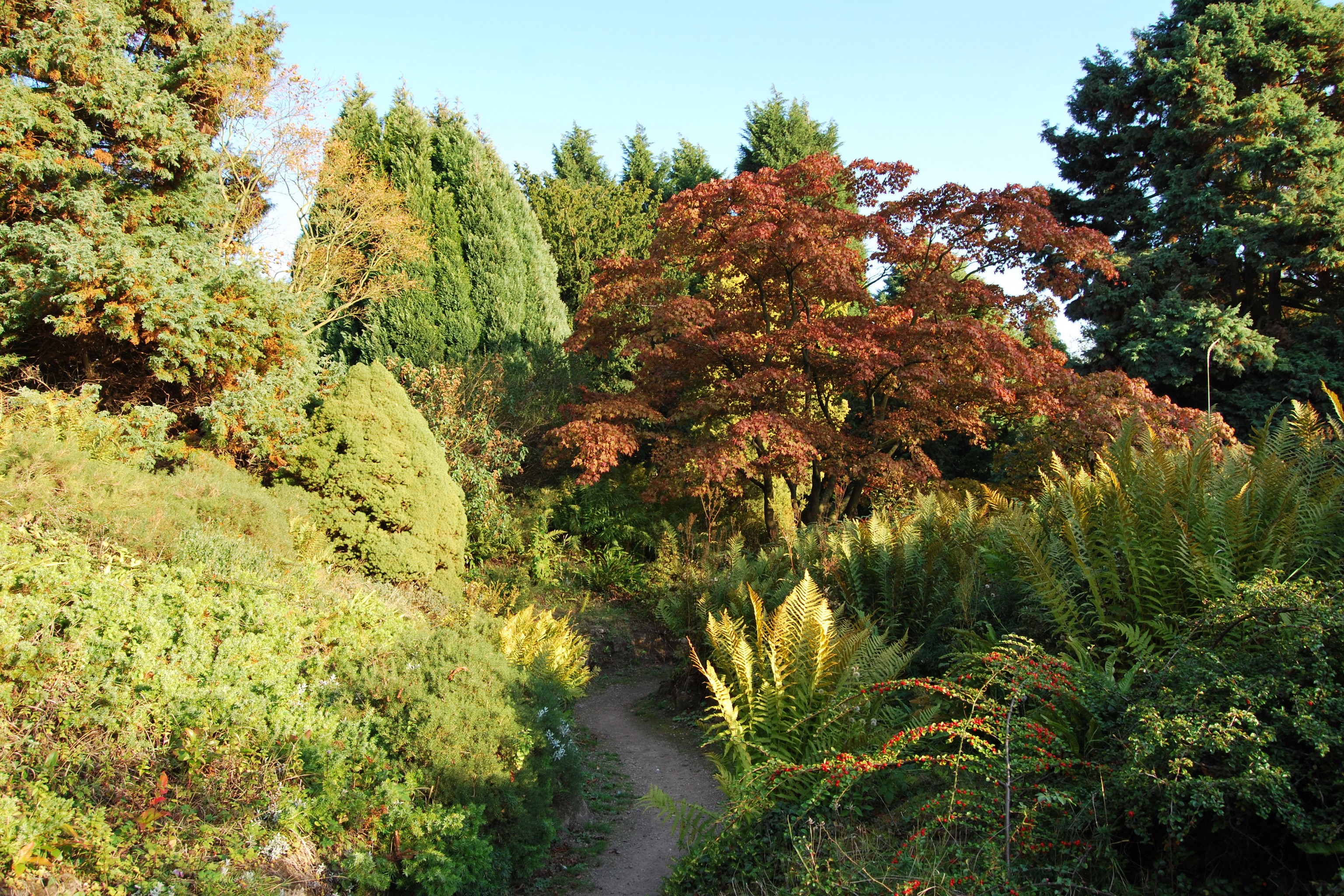 Garden path through trees and ferns in England HD Wallpaper