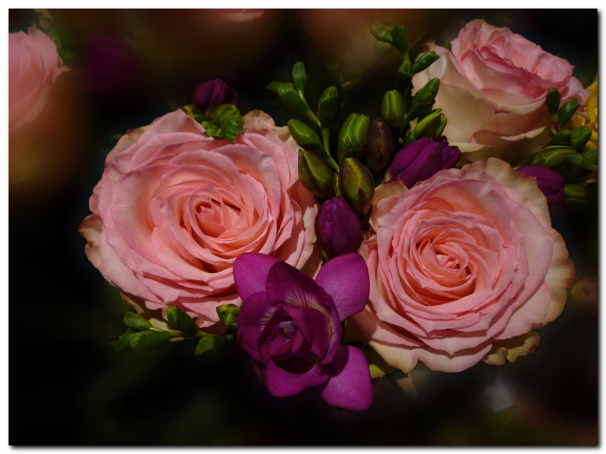Pink Roses and Purple Freesia Bouquet HD Wallpaper