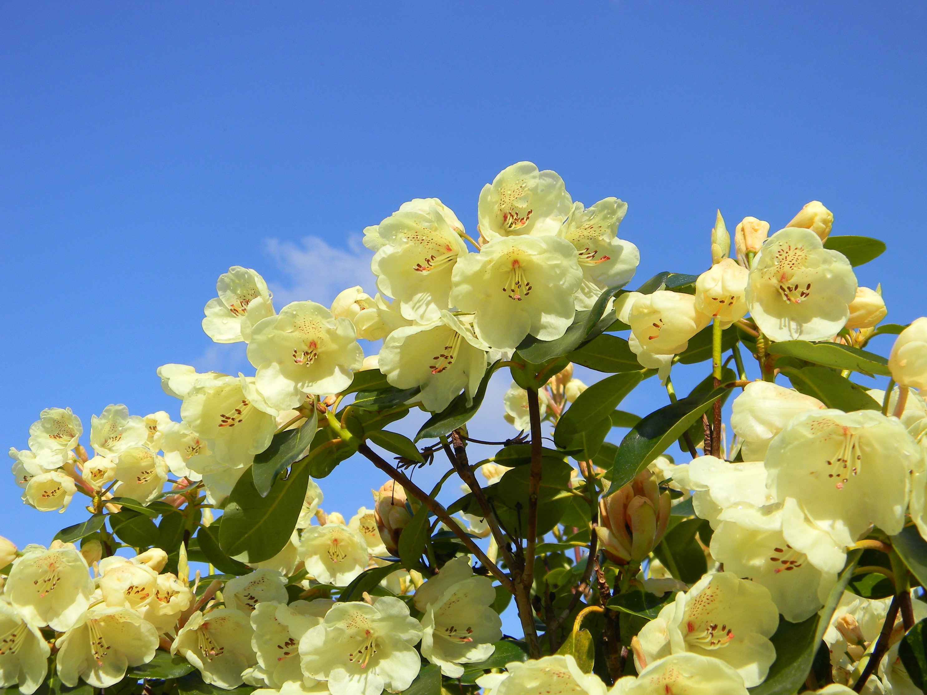 Yellow Rhododendron flowers against blue sky HD Wallpaper
