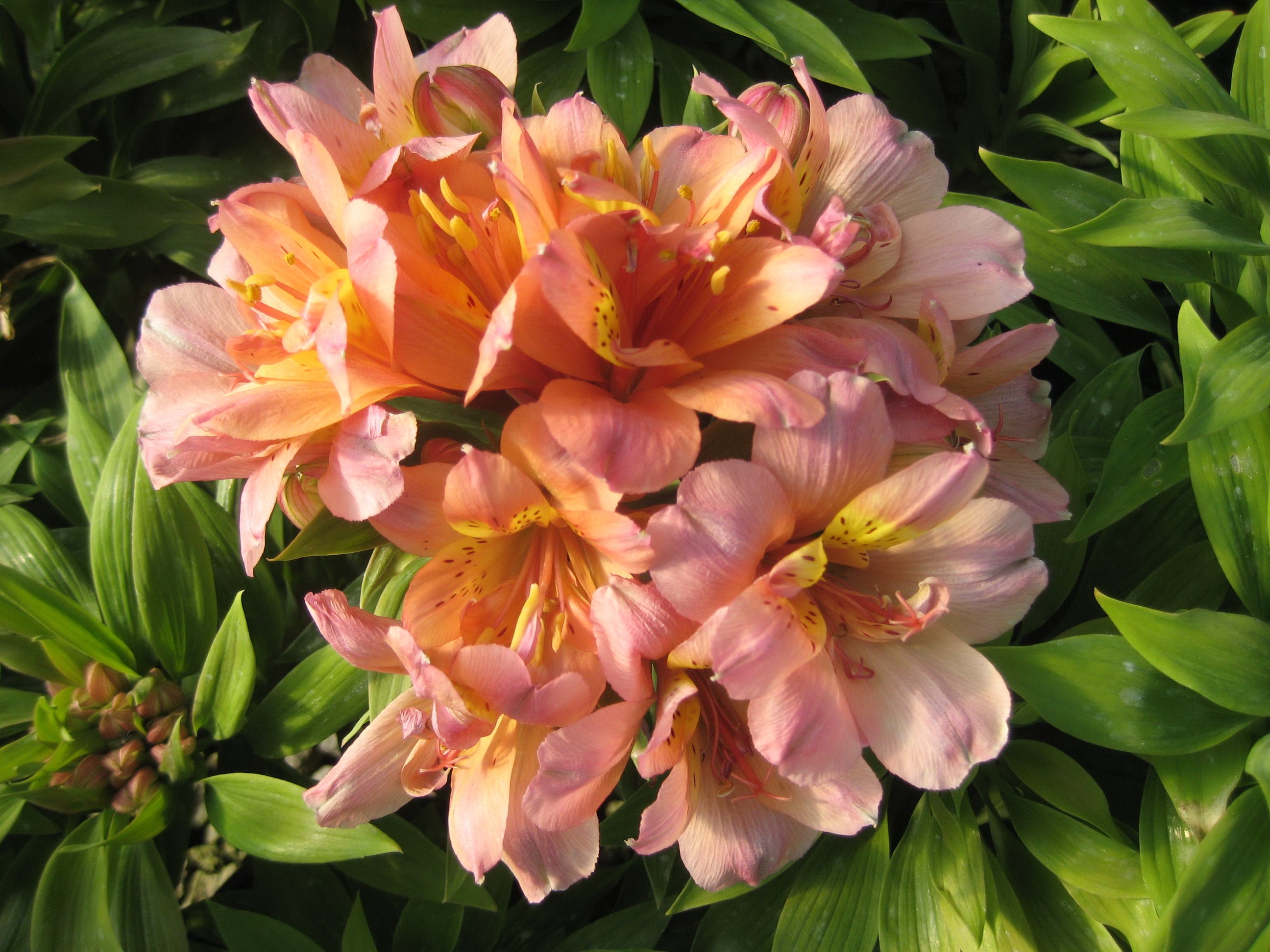 Peach and pink Alstroemeria flowers with green leaves HD Wallpaper