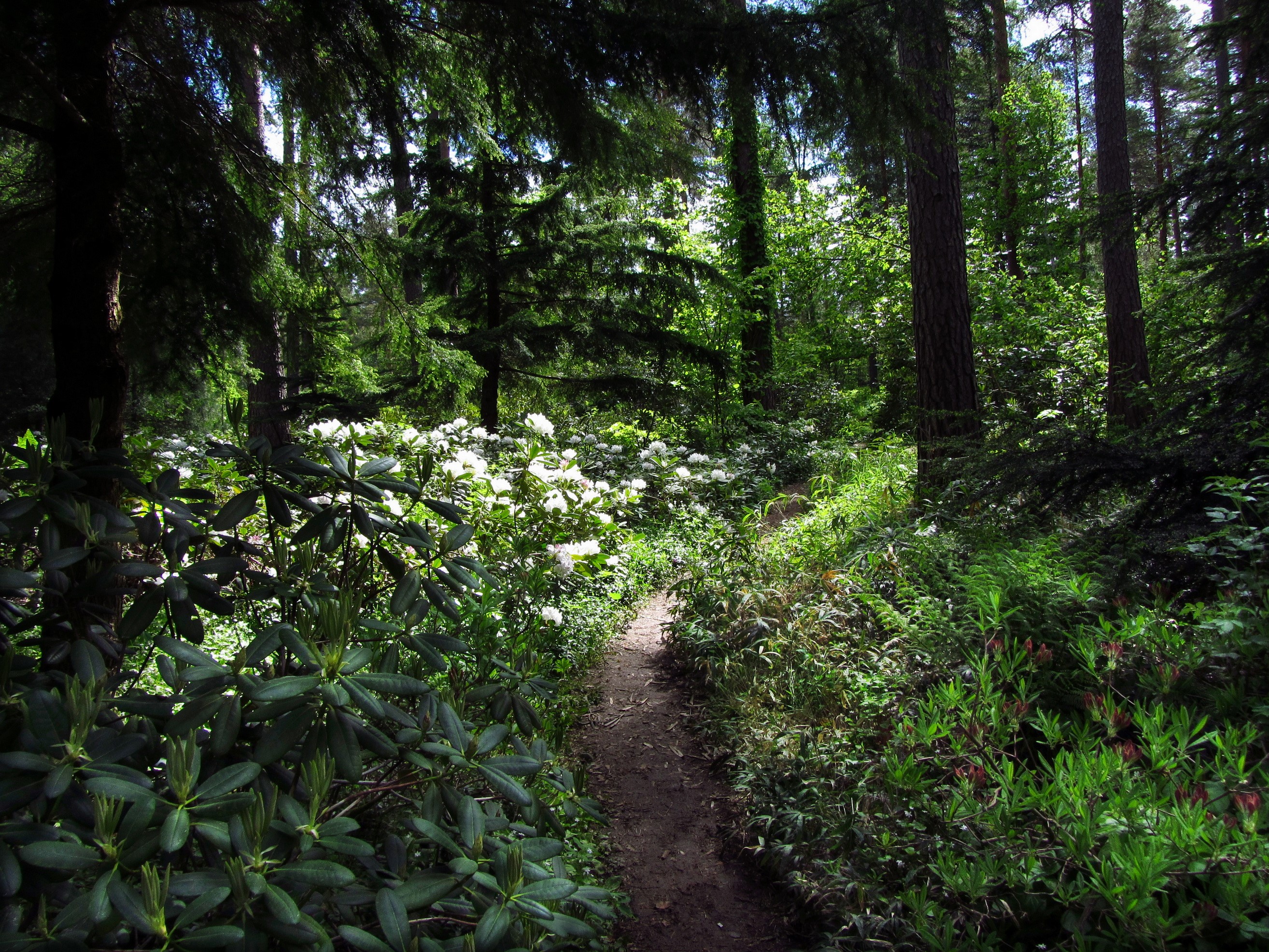 A winding path through a forest with white flowers HD Wallpaper