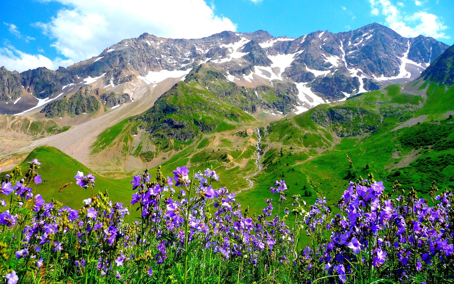 Purple wildflowers in front of snow-capped mountains HD Wallpaper