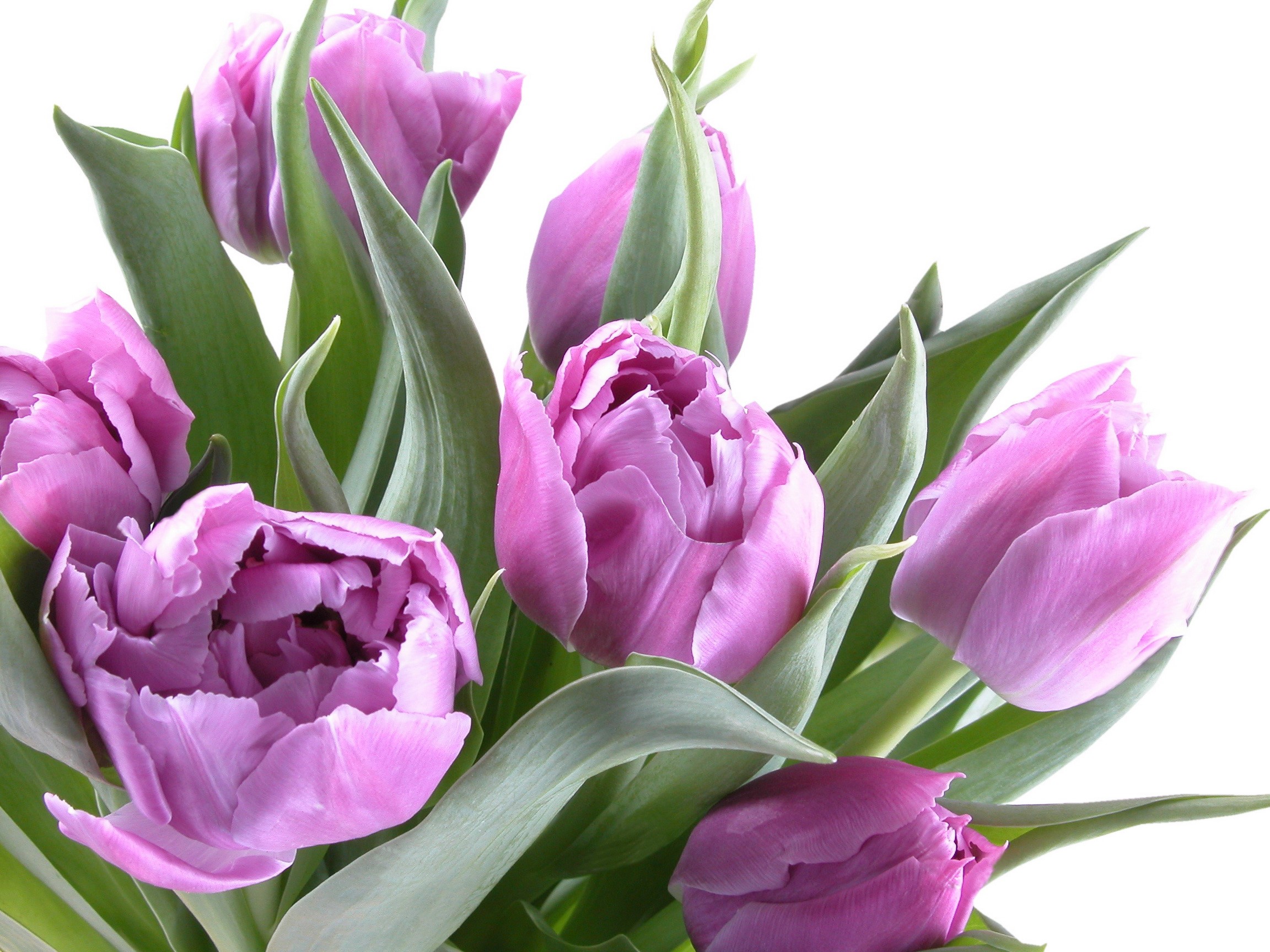 Purple double tulips with green leaves HD Wallpaper
