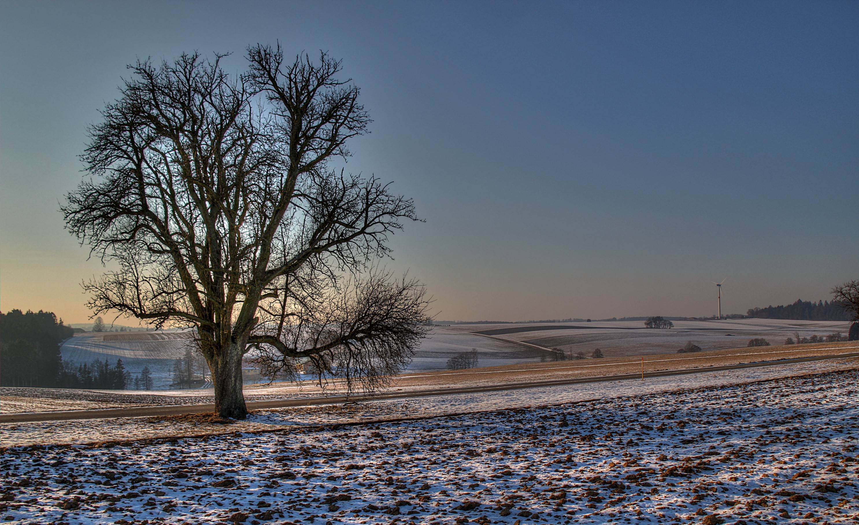 Bare tree in a snowy field with a distant wind turbine HD Wallpaper