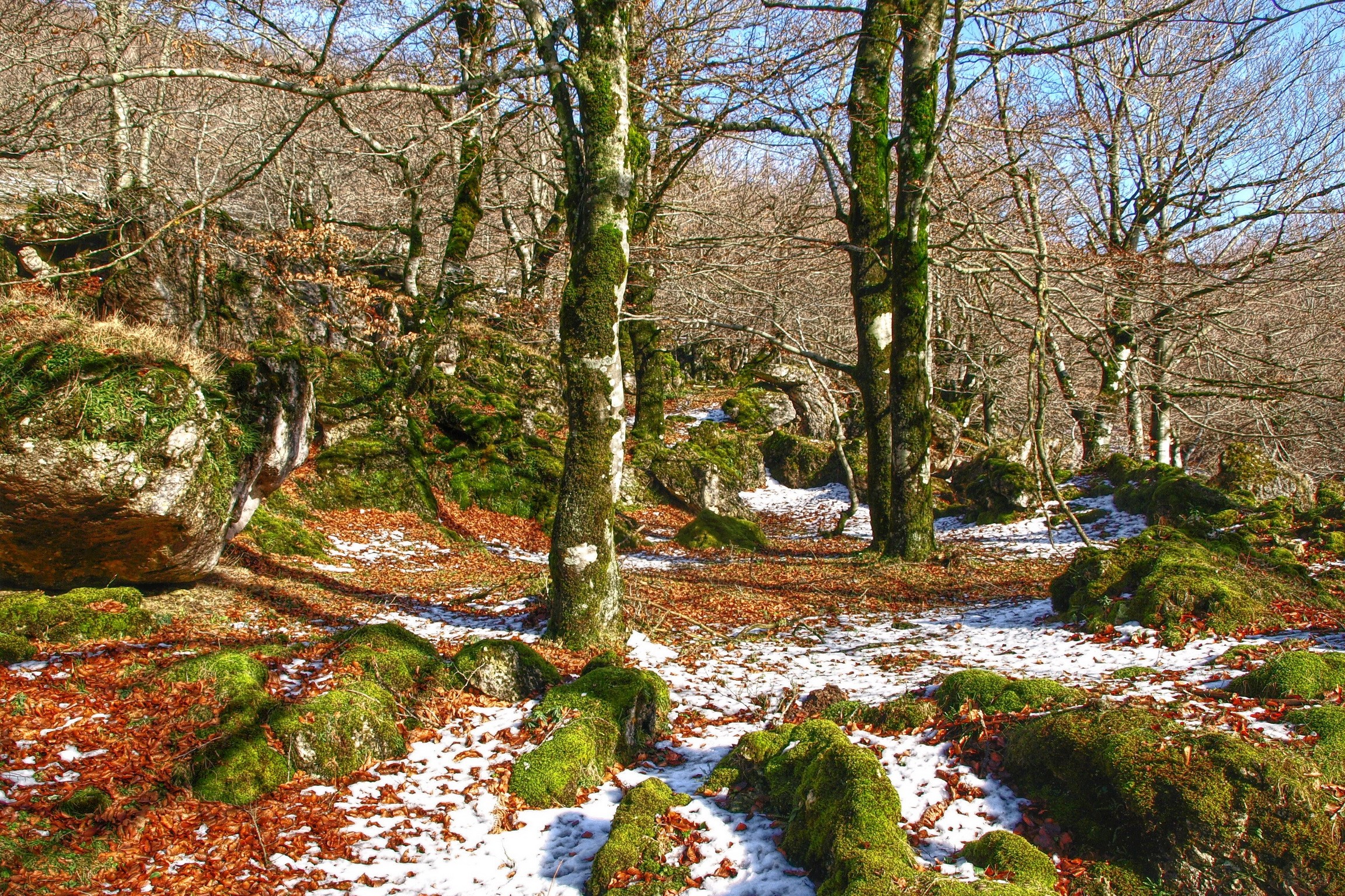 Forest floor with mossy rocks, fallen leaves, and snow HD Wallpaper