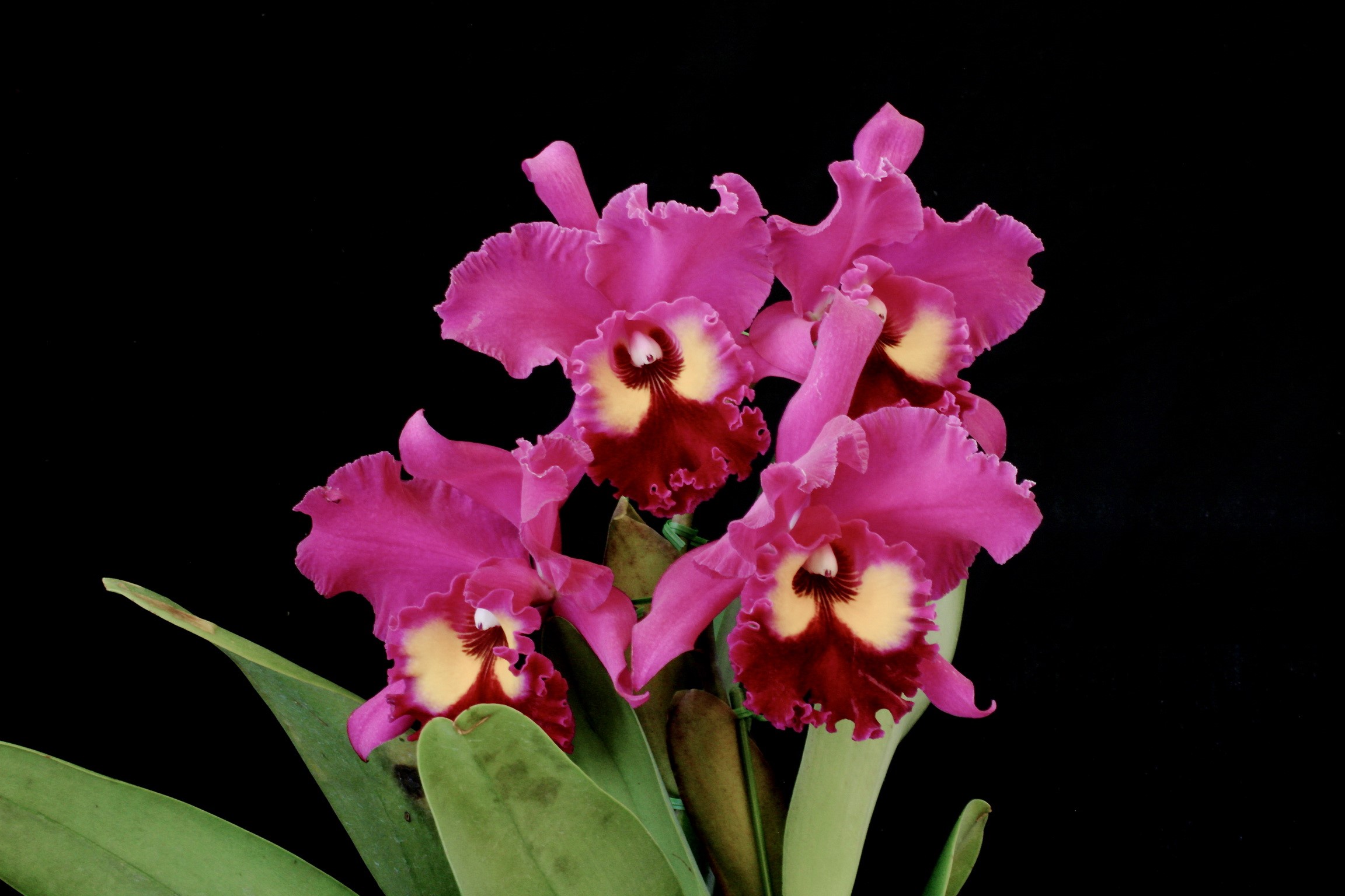 Pink Cattleya Orchid Flowers HD Wallpaper