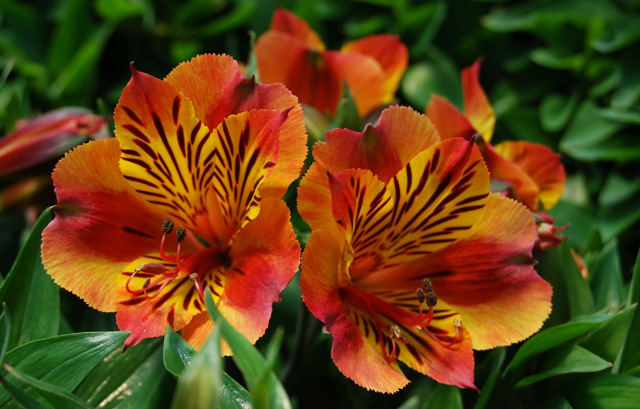 Two Alstroemeria flowers with orange and yellow petals HD Wallpaper