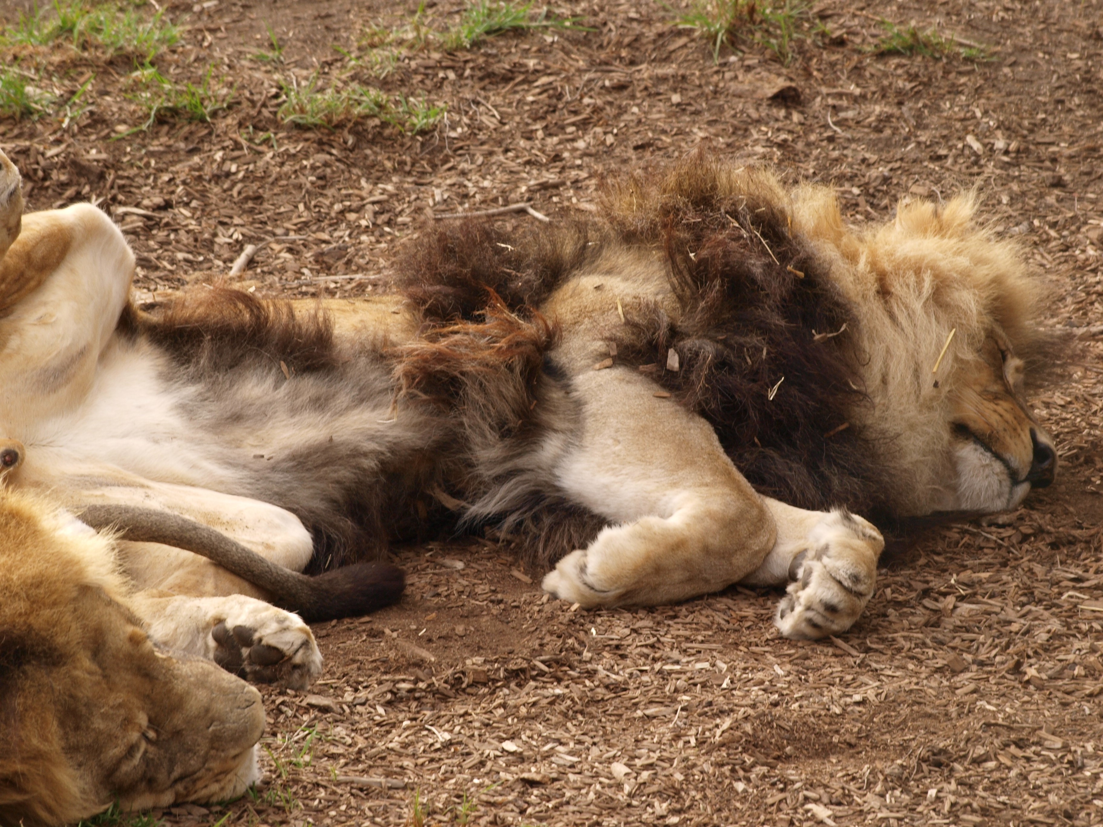 Two lions sleeping on the ground HD Wallpaper