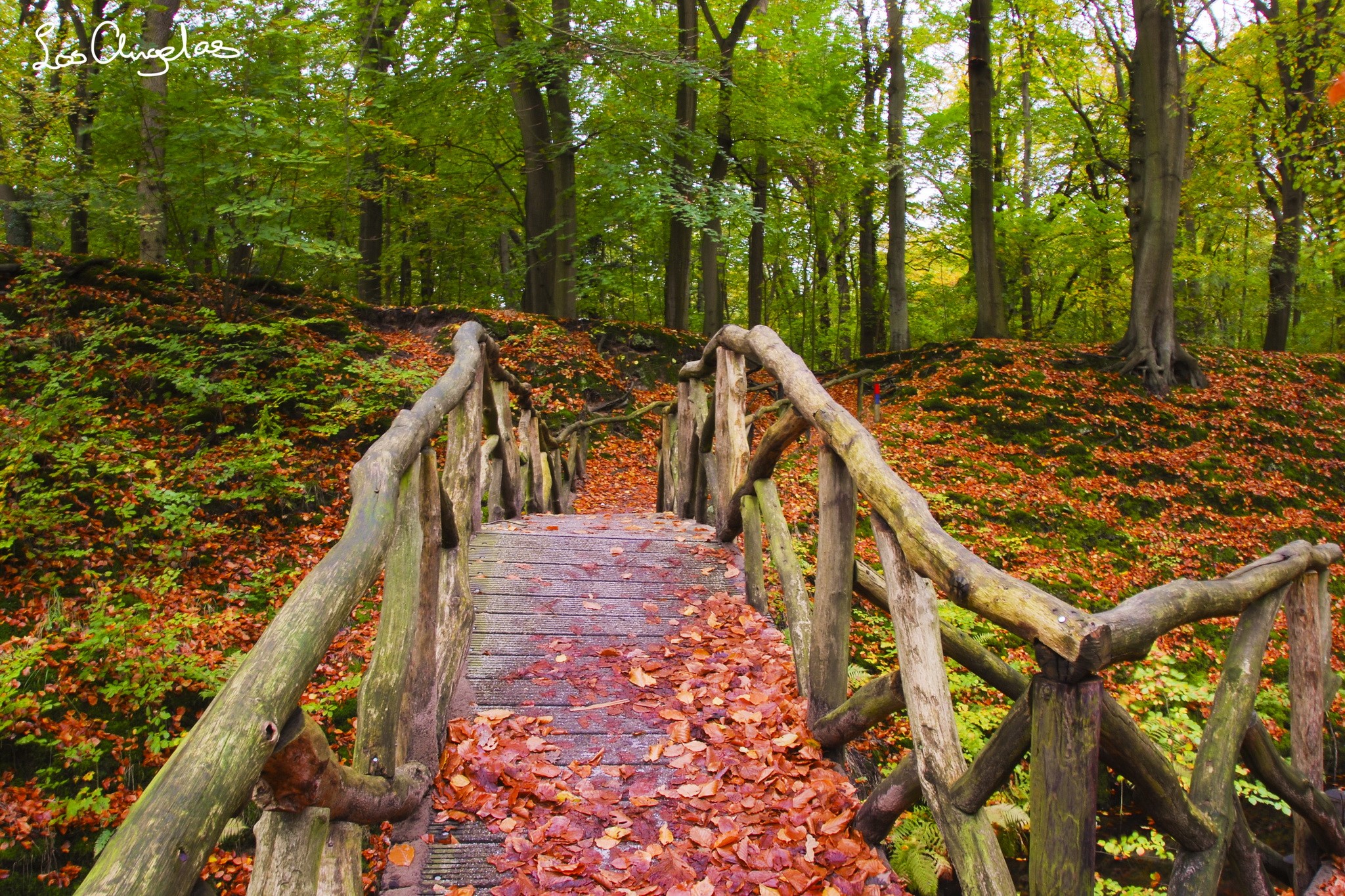 Wooden bridge in an autumn forest with fallen leaves HD Wallpaper
