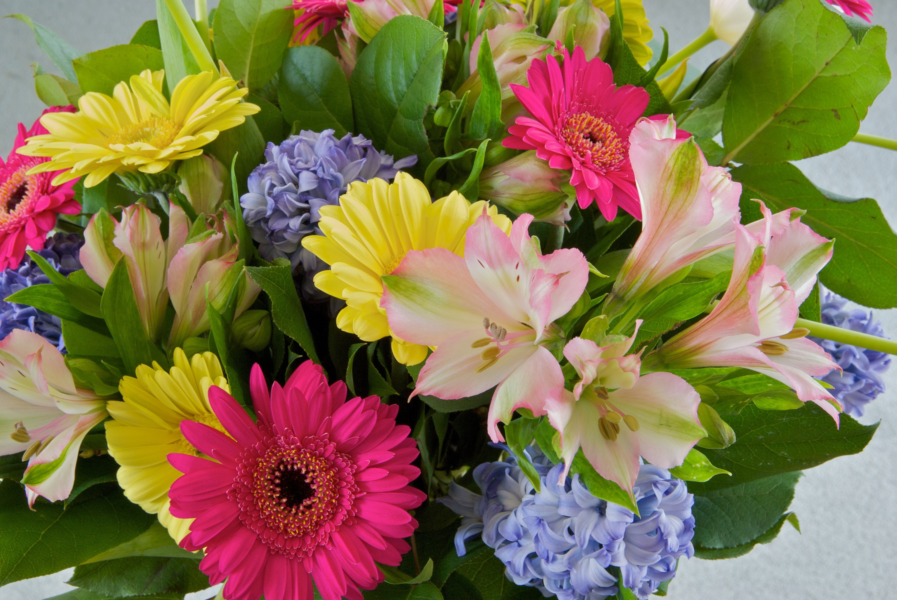 Bouquet of Gerbera Daisies and Alstroemeria HD Wallpaper