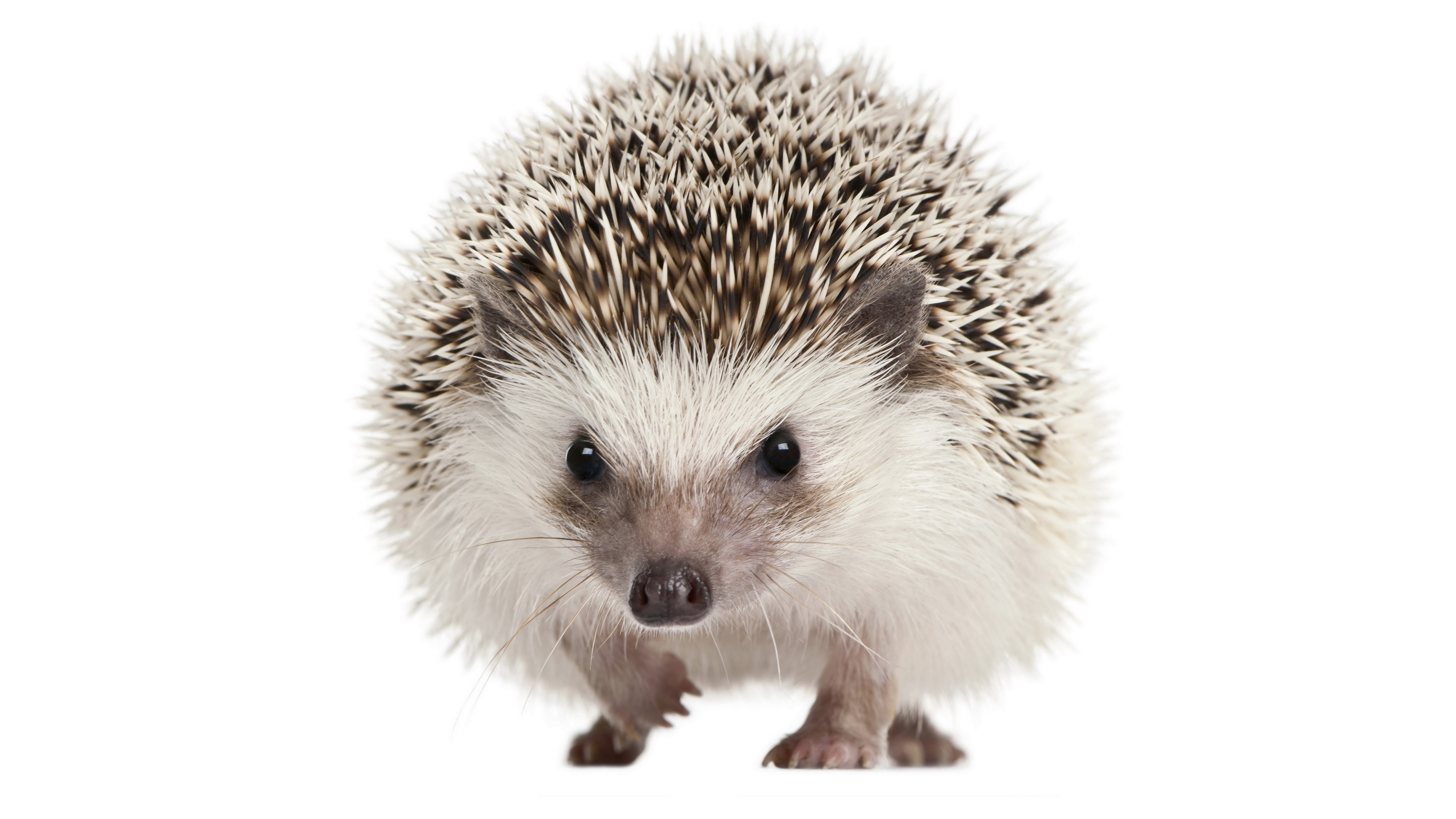 A hedgehog on a white background HD Wallpaper