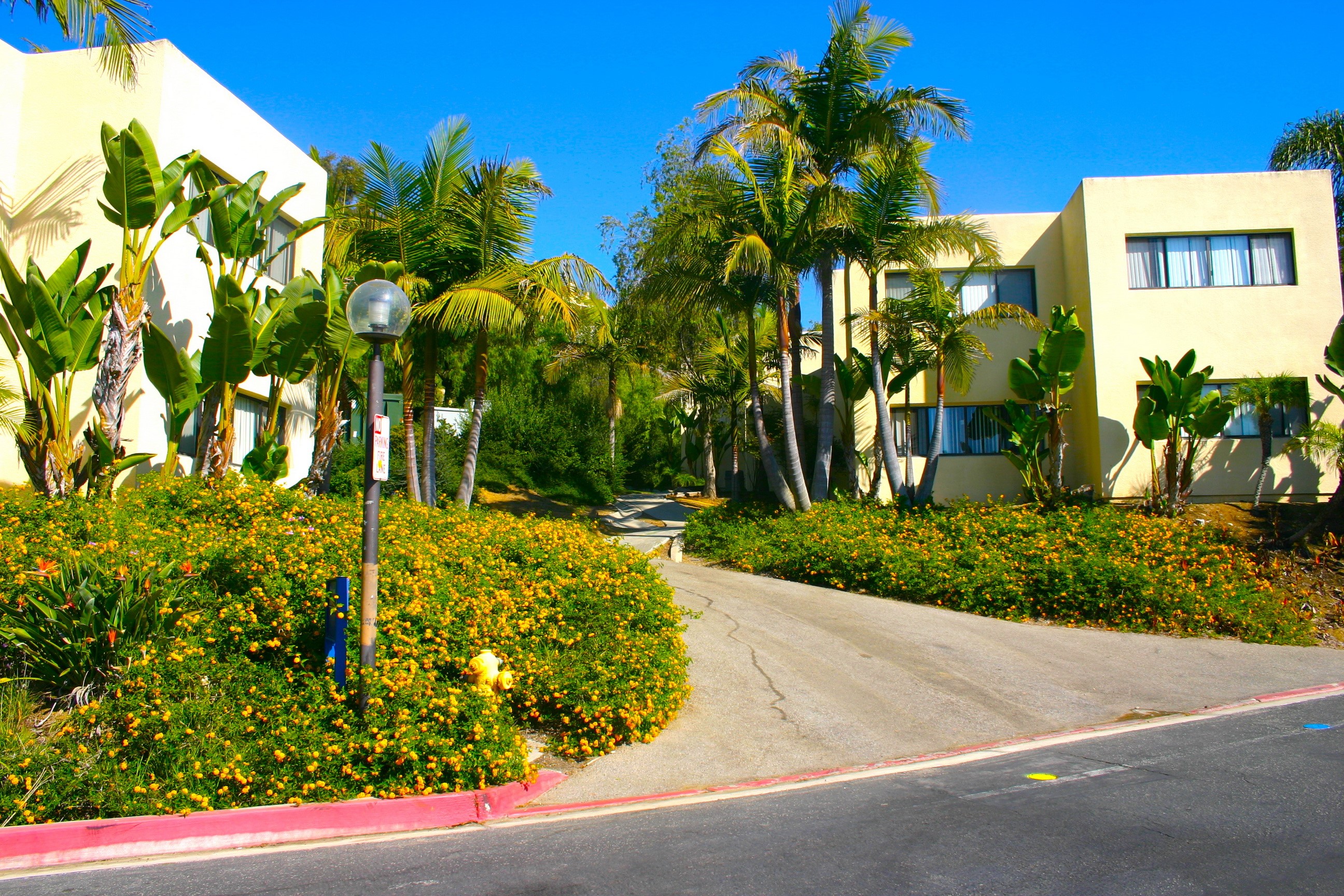 Apartment buildings with palm trees and flowers in Malibu, California HD Wallpaper