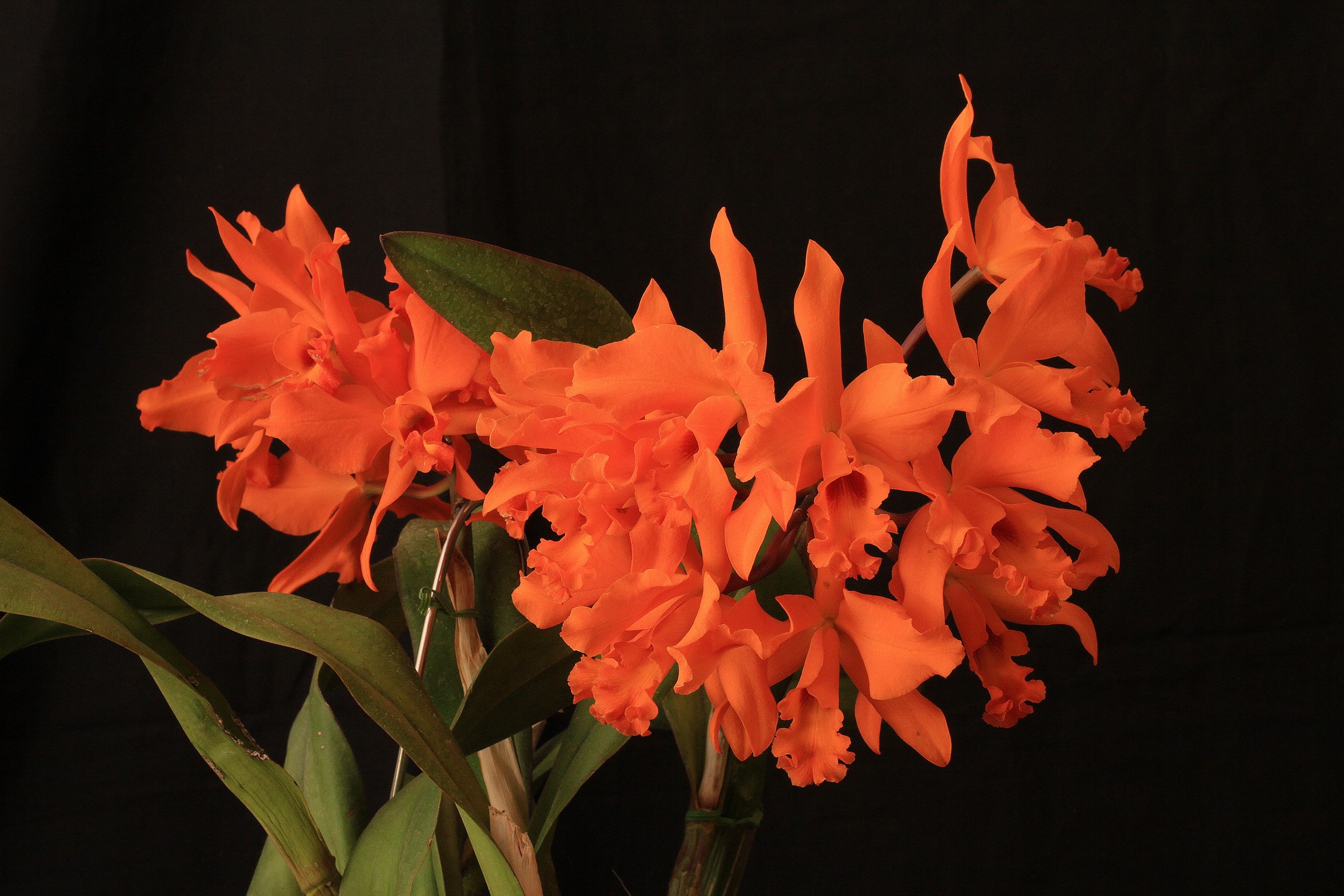 Orange Cattleya Orchid Flowers HD Wallpaper