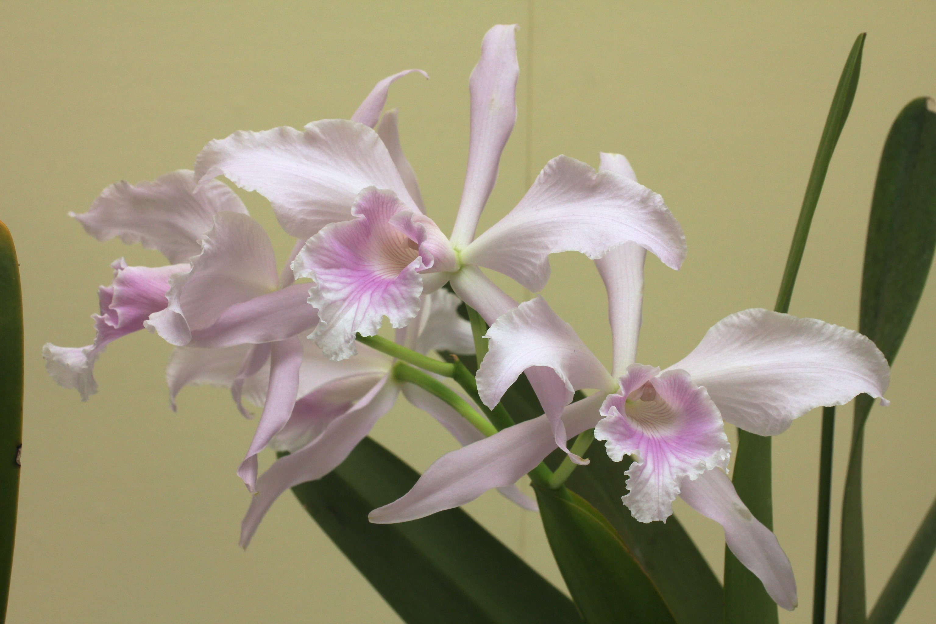 Pink and white orchids with green leaves HD Wallpaper