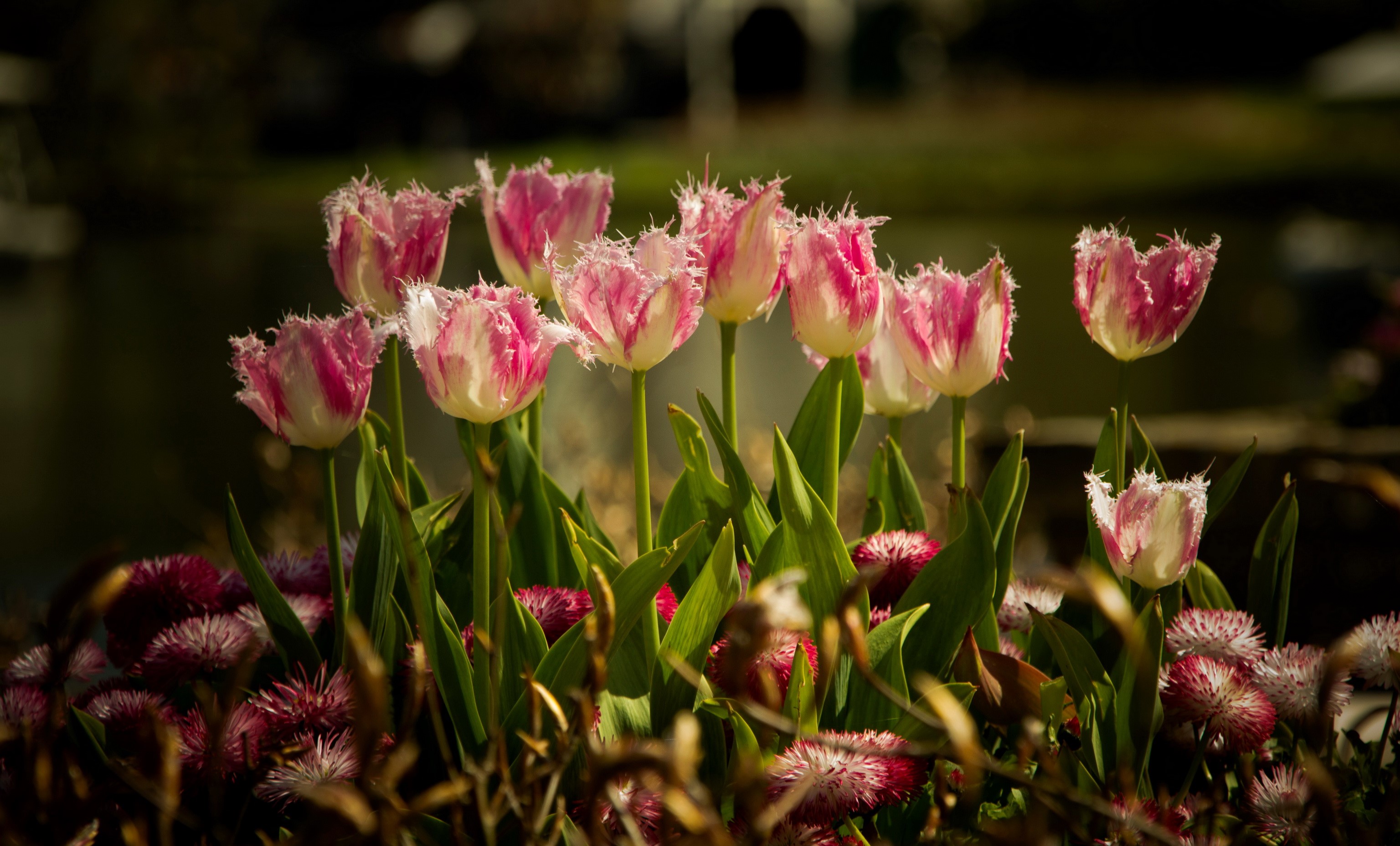 Pink and white fringed tulips in a garden HD Wallpaper