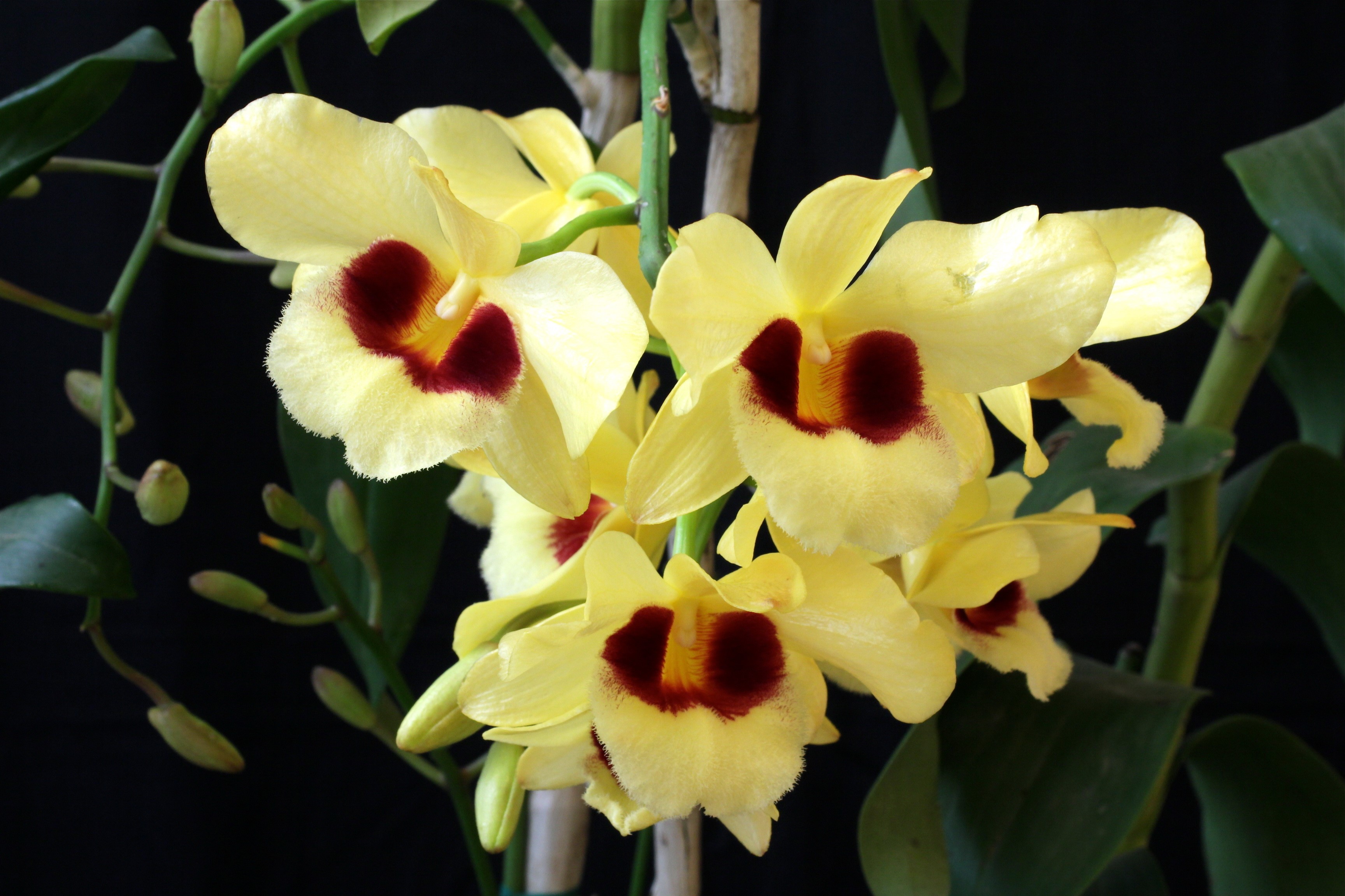 Yellow orchids with dark red centers HD Wallpaper