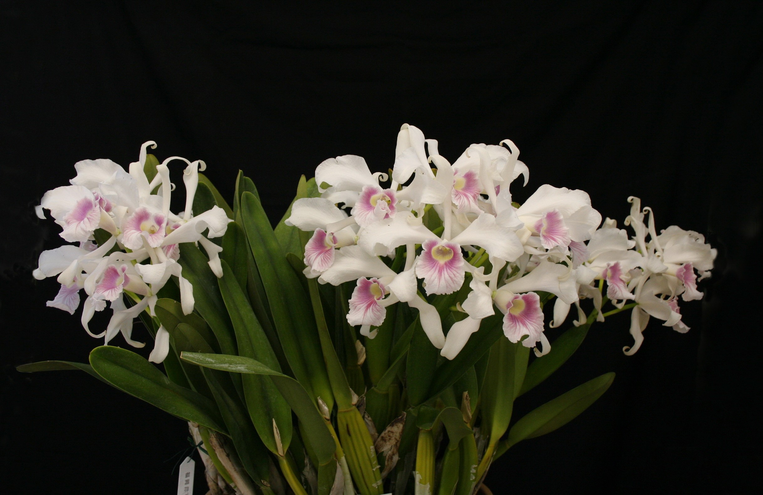 White and pink orchids with green leaves HD Wallpaper