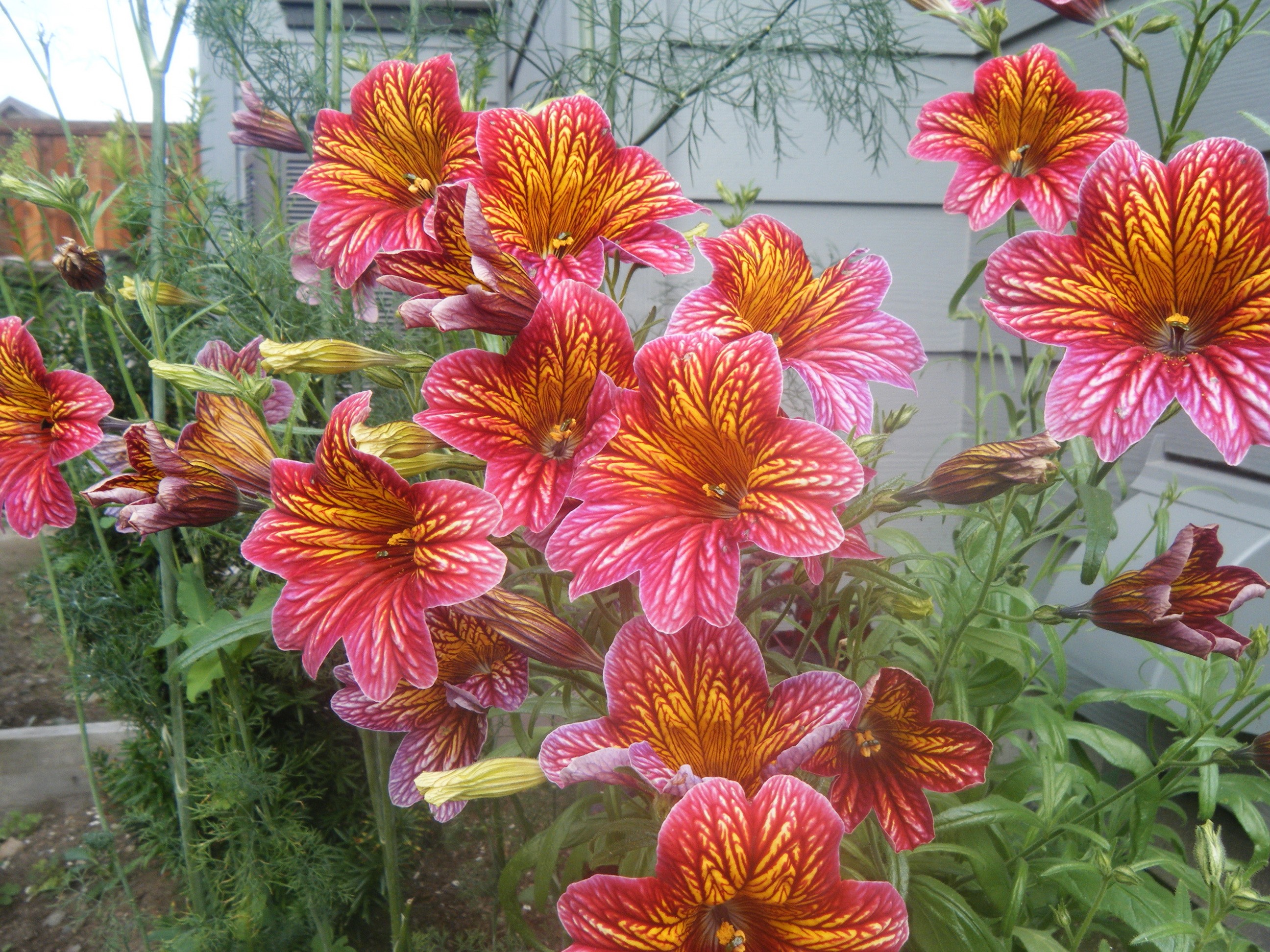 Salpiglossis flowers in a garden HD Wallpaper