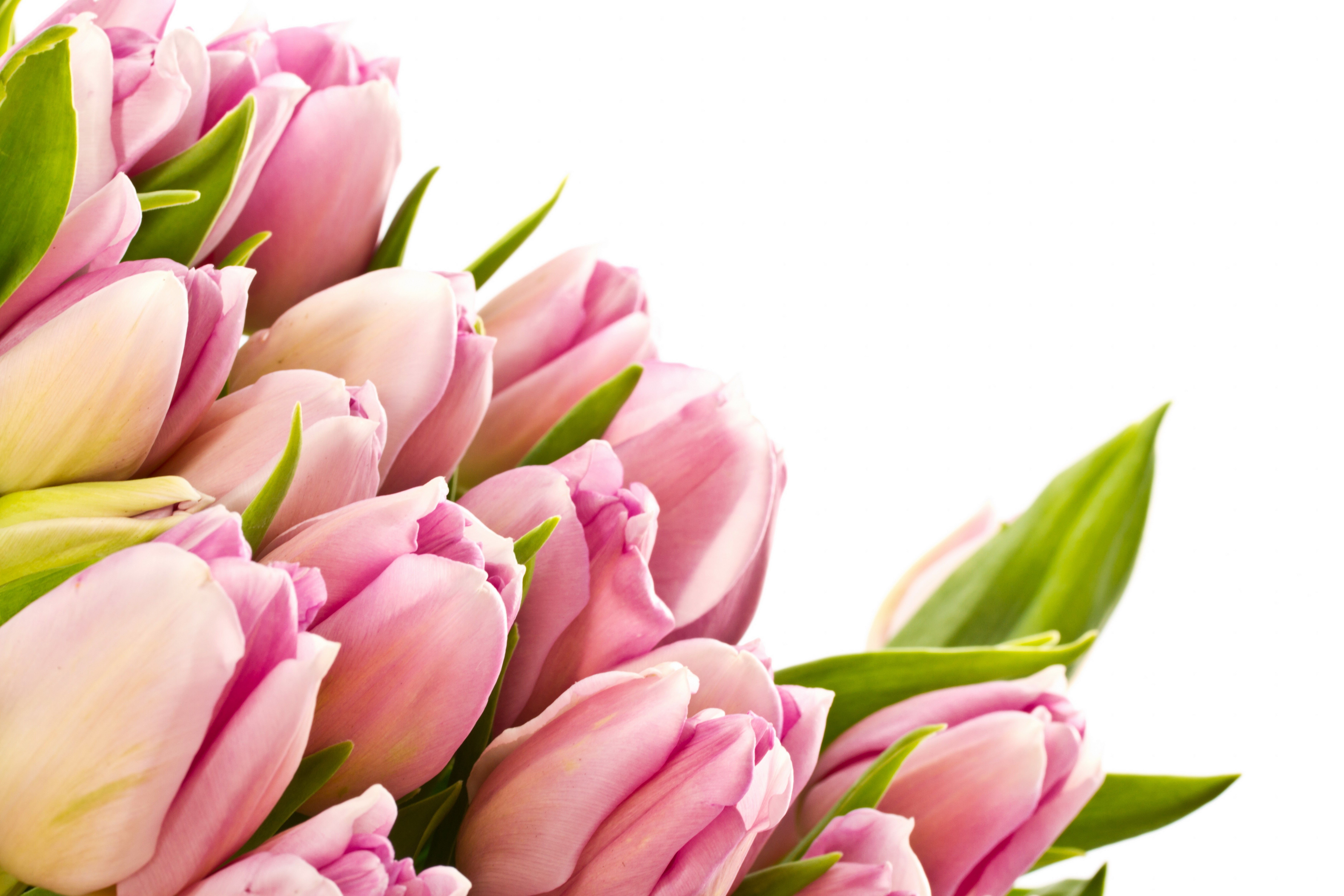 Pink Tulips HD Wallpaper