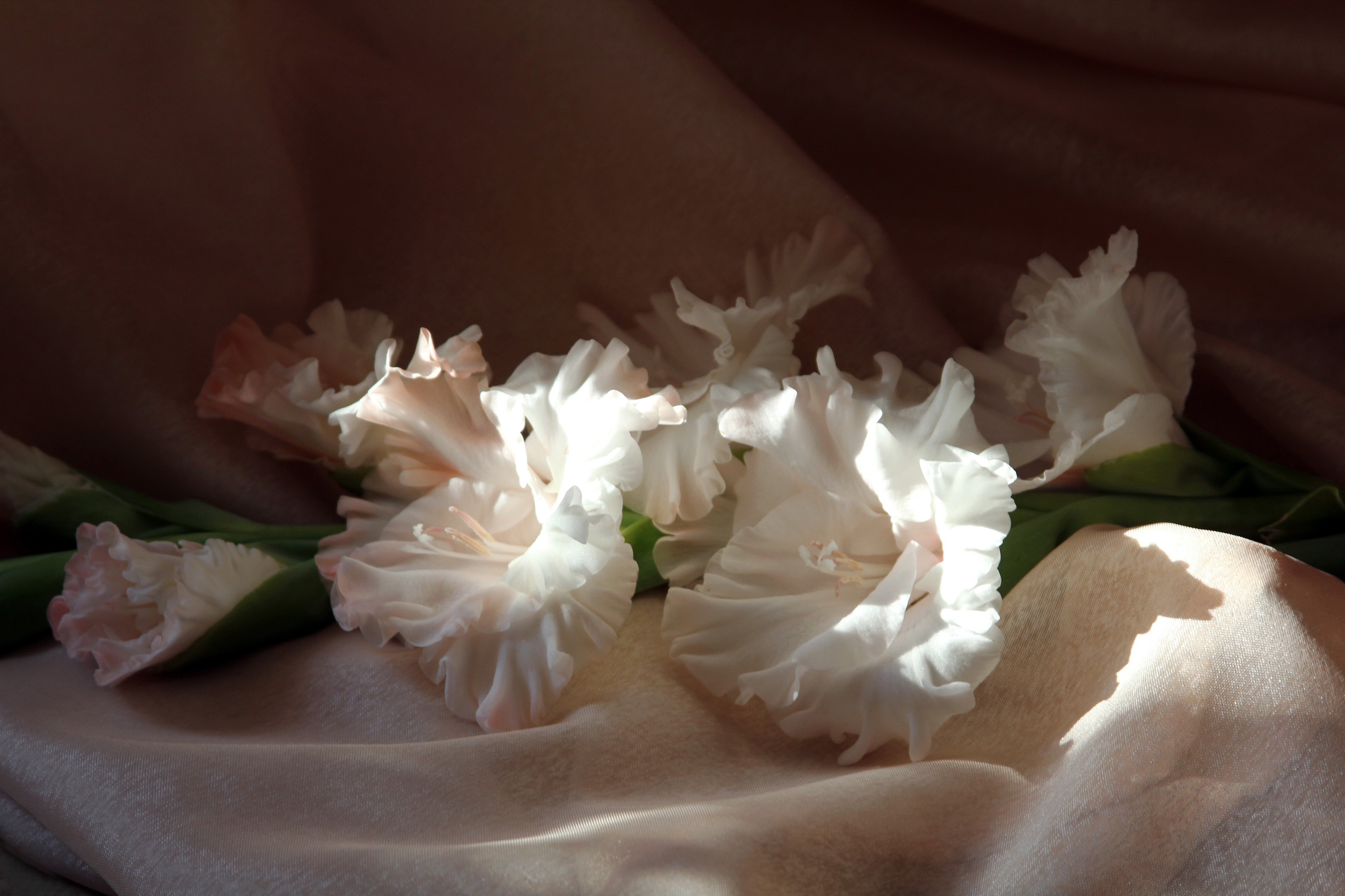White Gladioluses on a draped fabric HD Wallpaper
