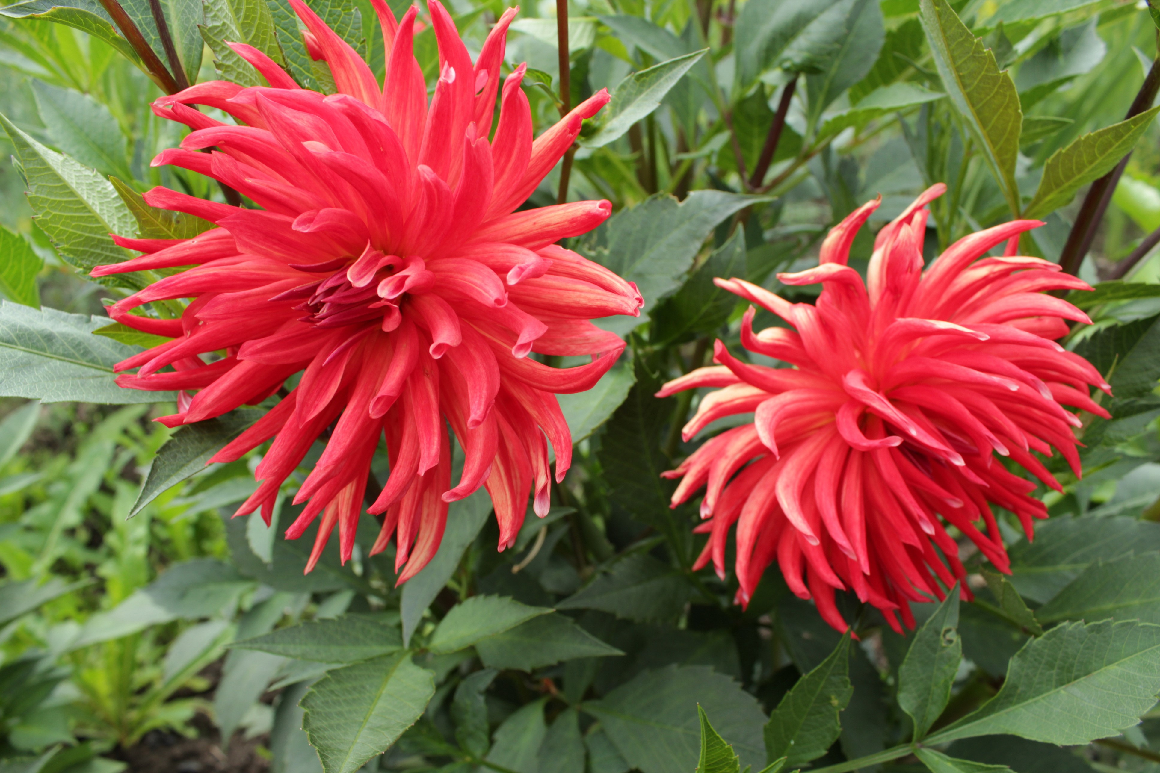 Two red spiky dahlias in green foliage HD Wallpaper