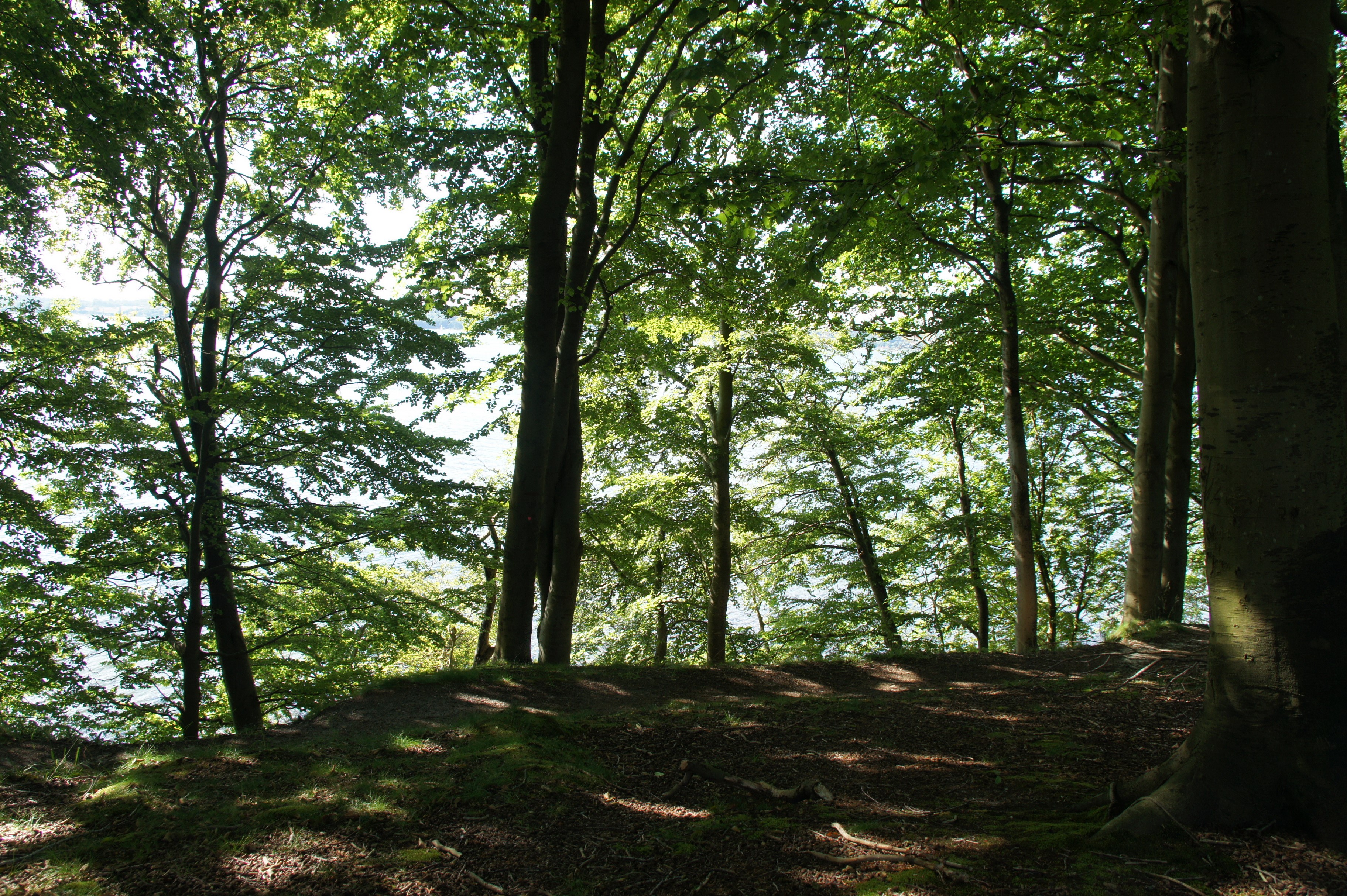 Sunlight filtering through trees in a forest HD Wallpaper
