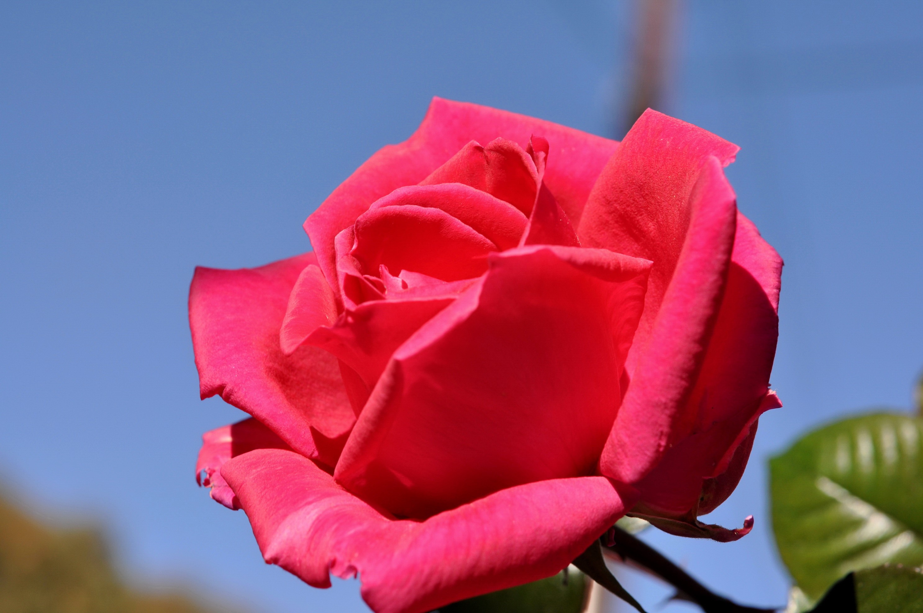 Close-up of a vibrant red rose against a blue sky HD Wallpaper