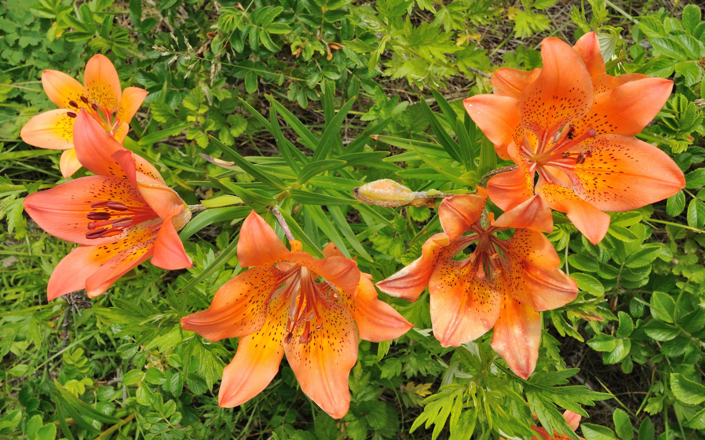 Orange lilies with black spots in green foliage HD Wallpaper