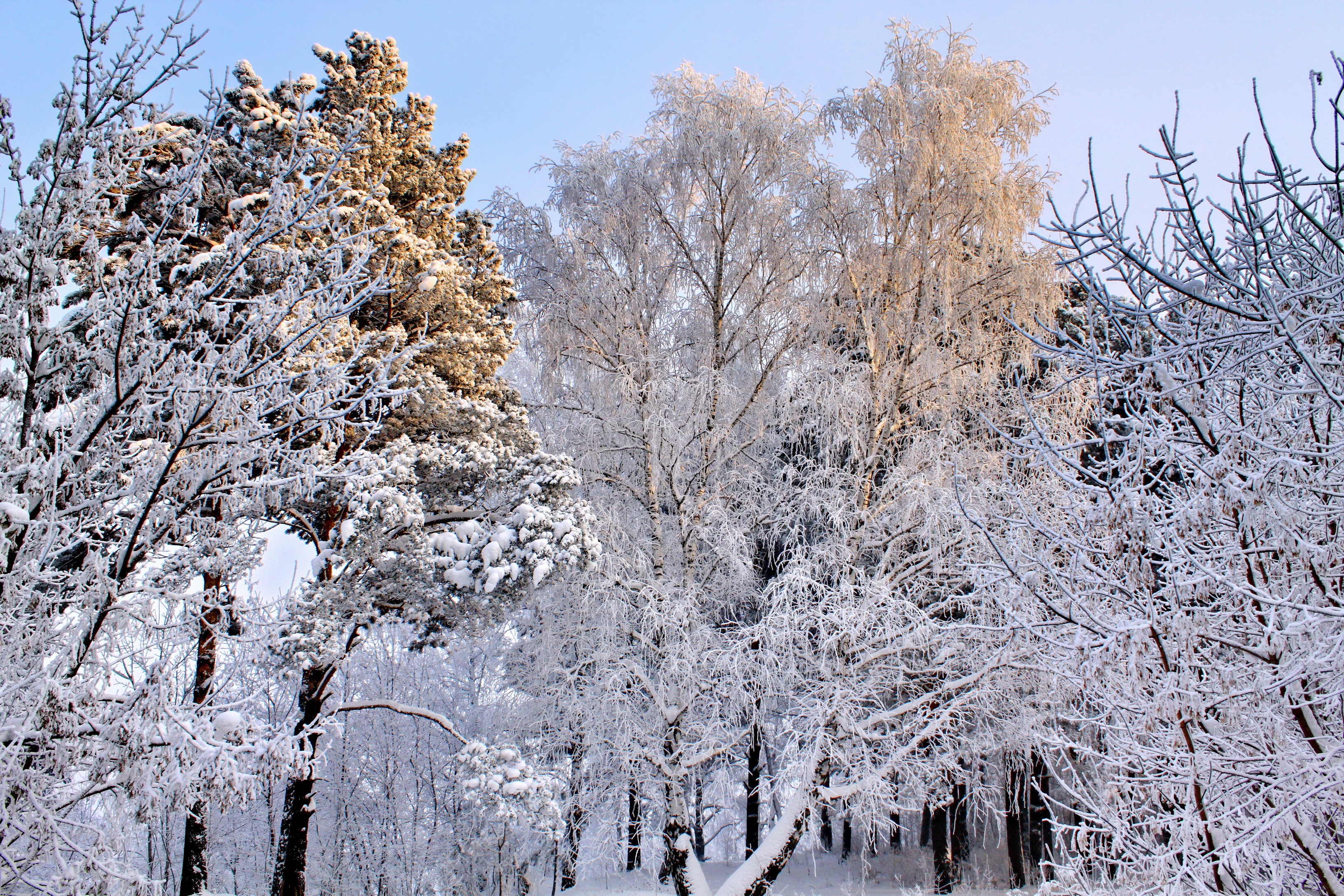 Winter forest with snow-covered trees HD Wallpaper