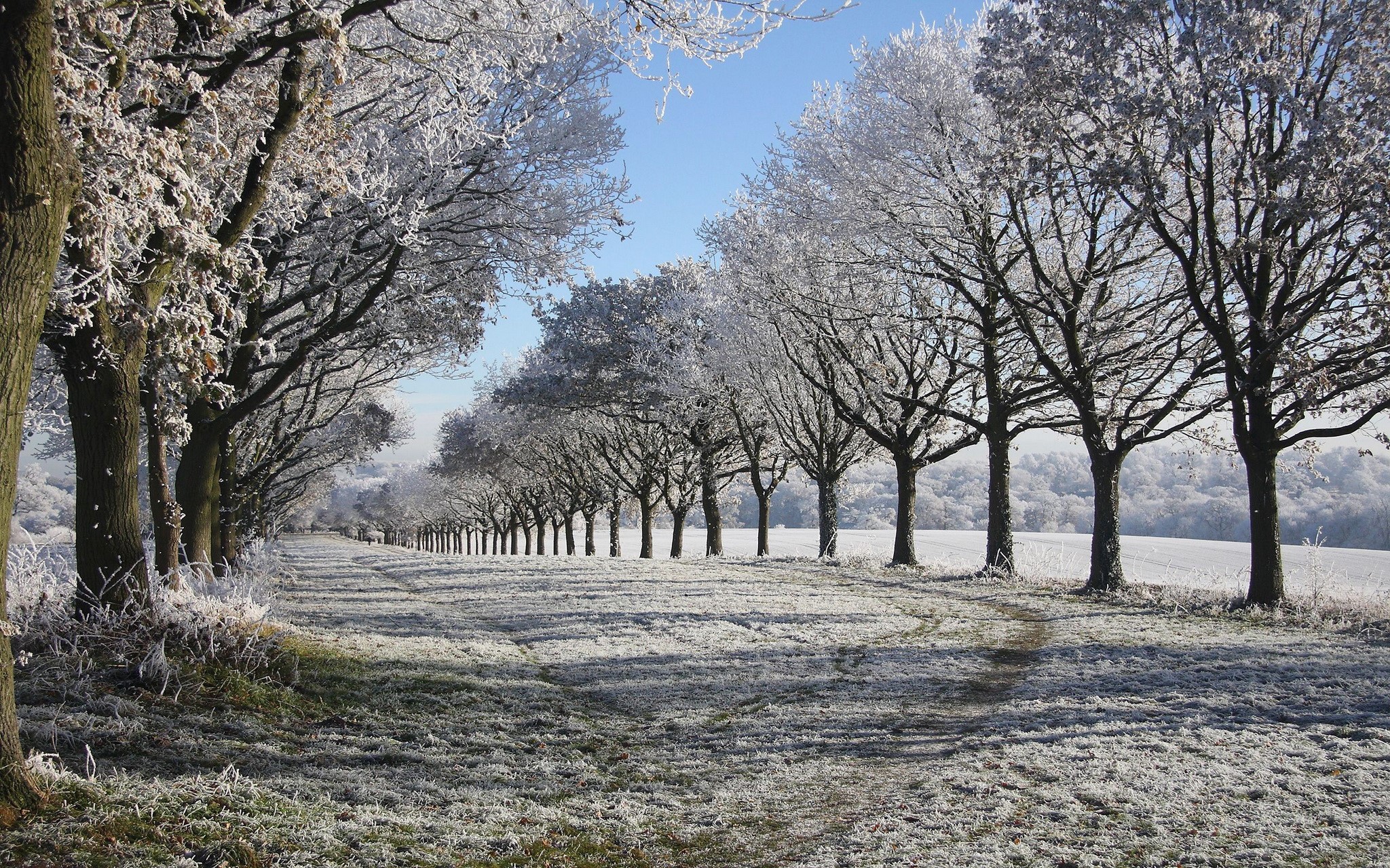 Frost-covered trees line a path in a winter landscape HD Wallpaper