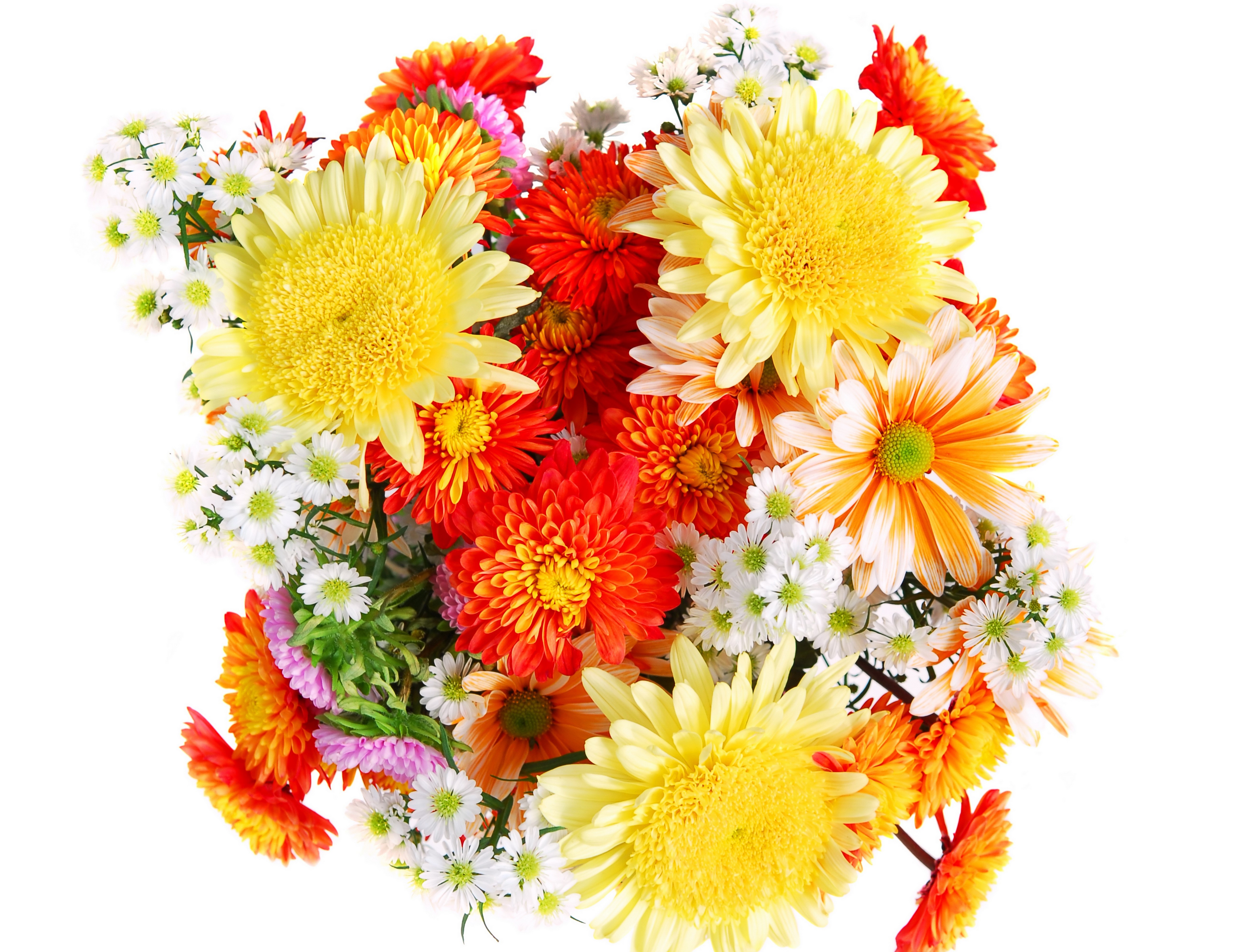 Bouquet of Asters and Chrysanthemums HD Wallpaper