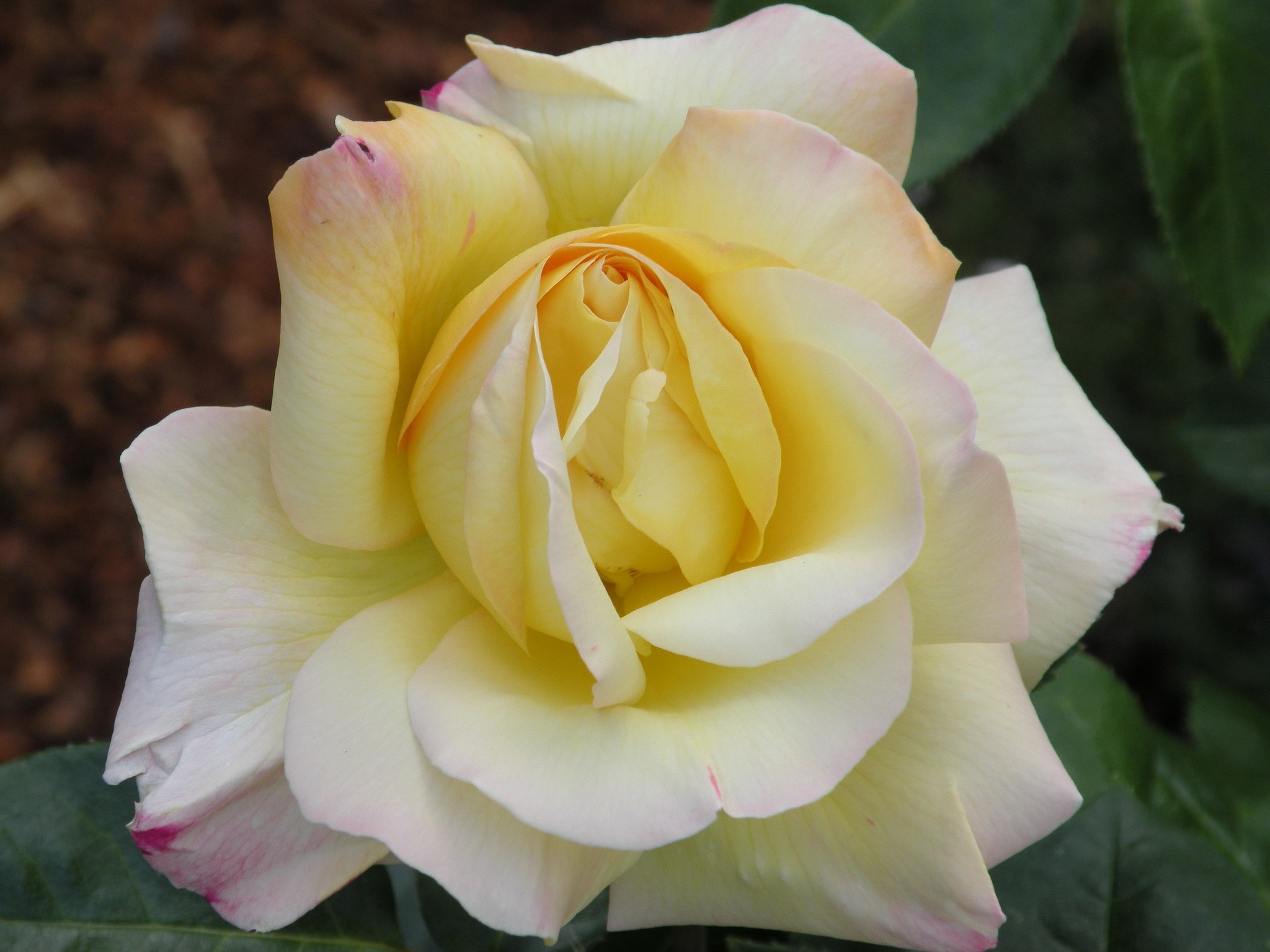 Close-up of a yellow rose with pink edges HD Wallpaper