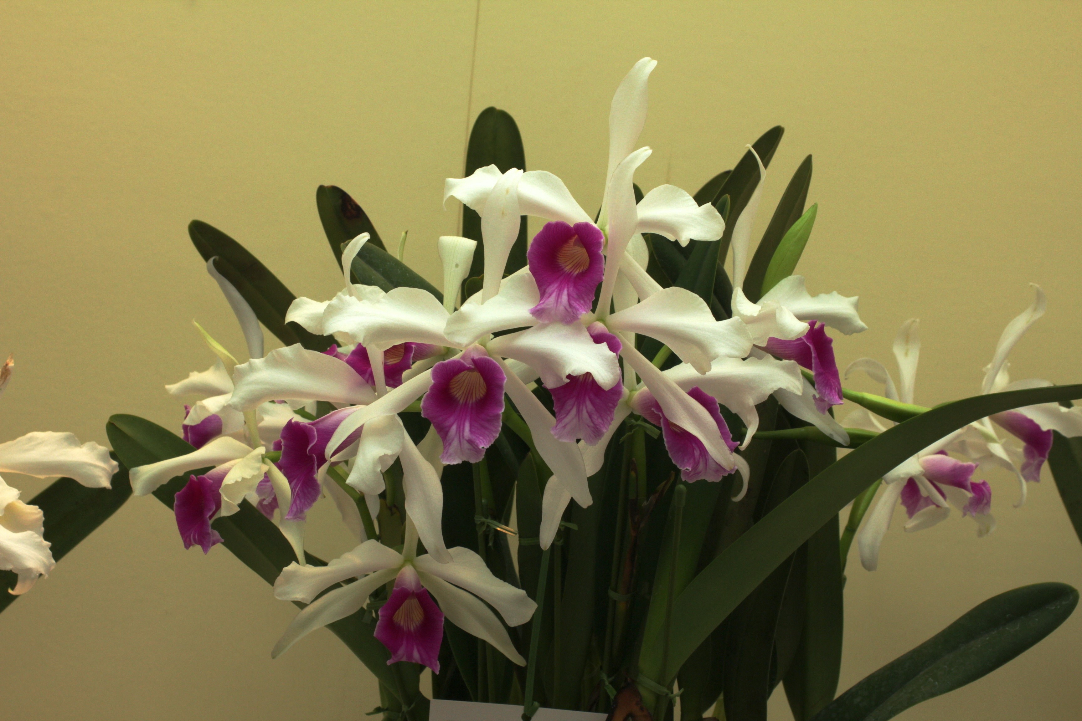White and purple orchids with green leaves HD Wallpaper