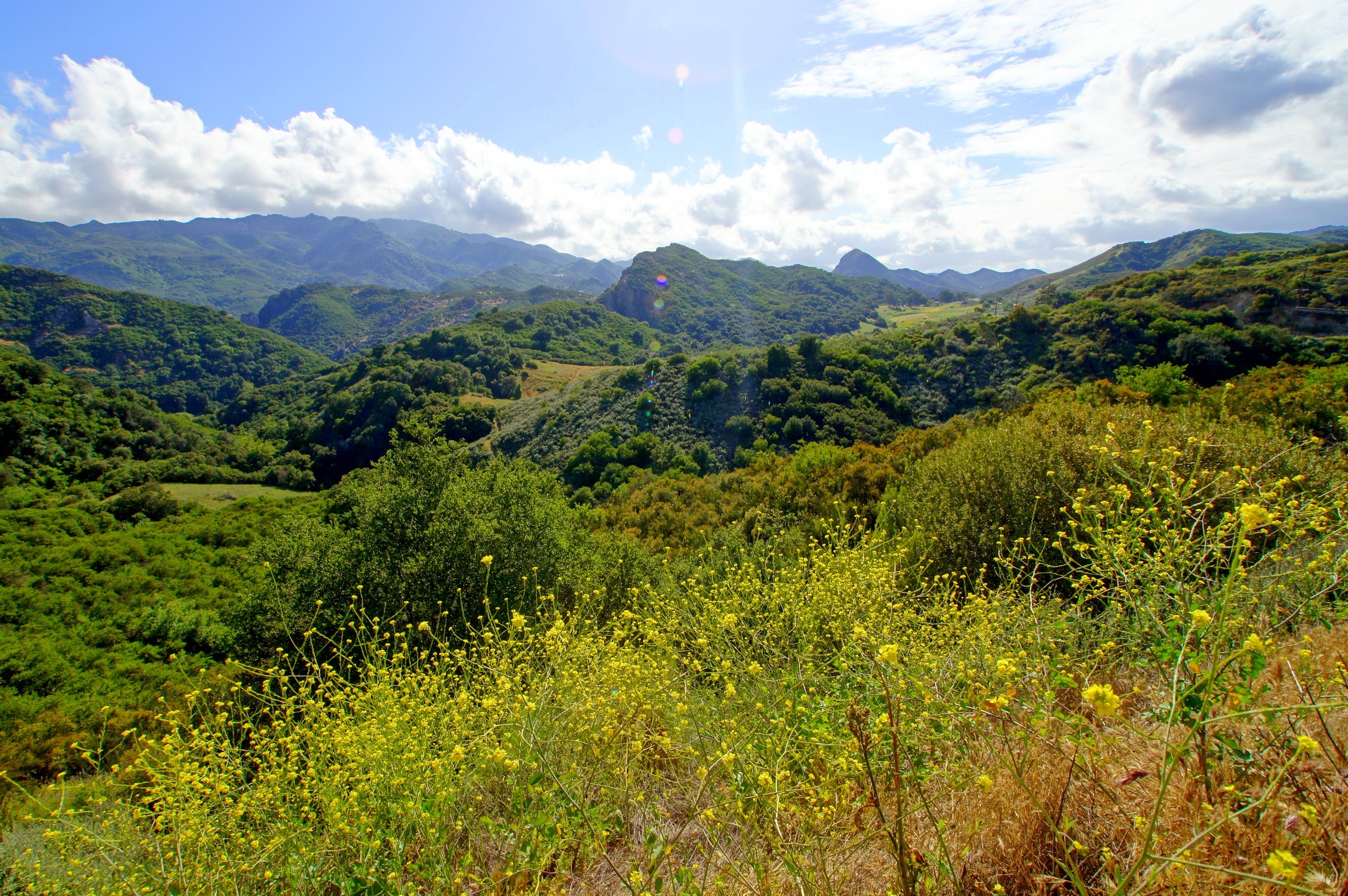 Green Mountains and Yellow Wildflowers in Malibu, California HD Wallpaper
