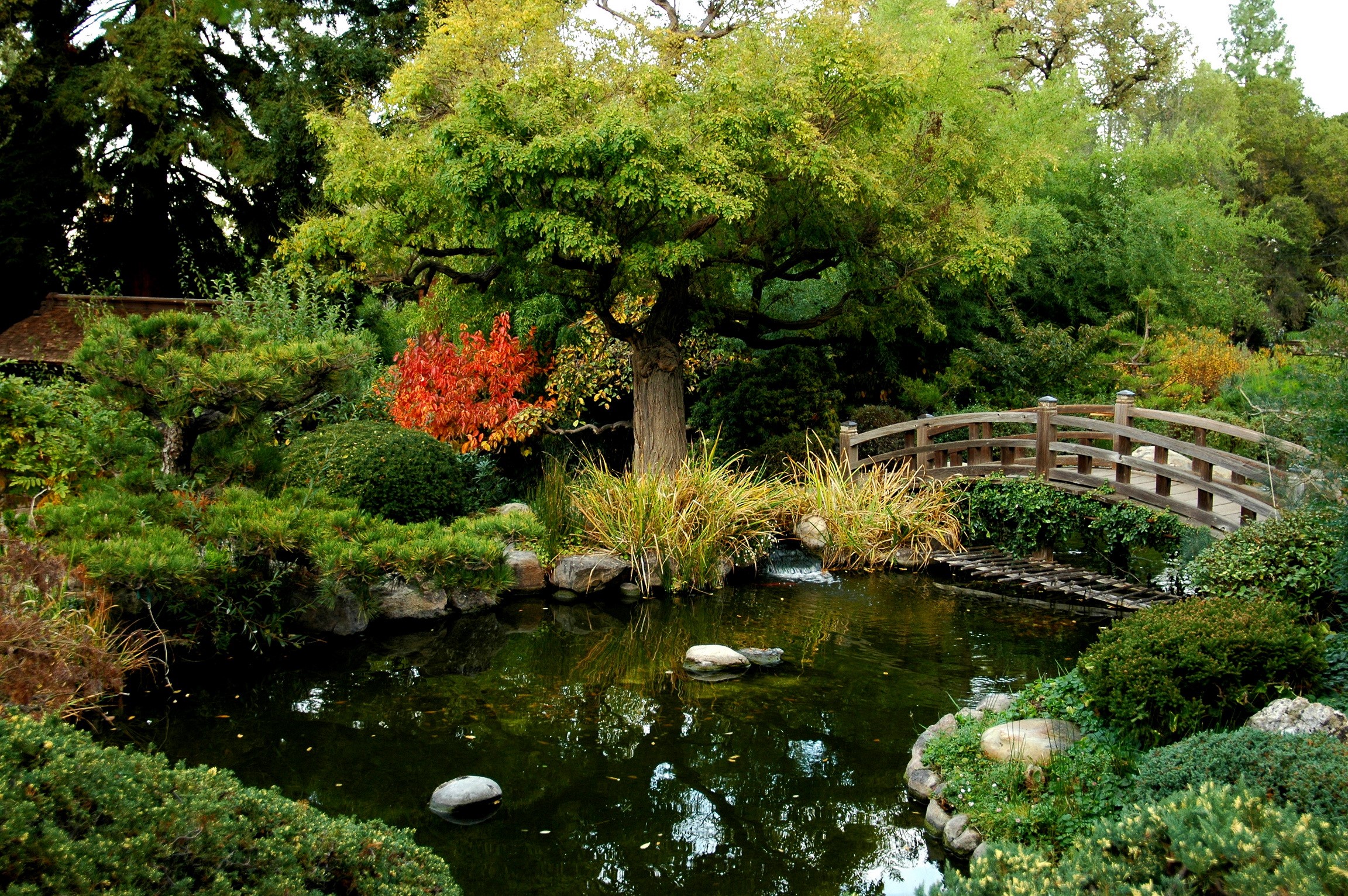 Japanese garden with a pond and a wooden bridge HD Wallpaper