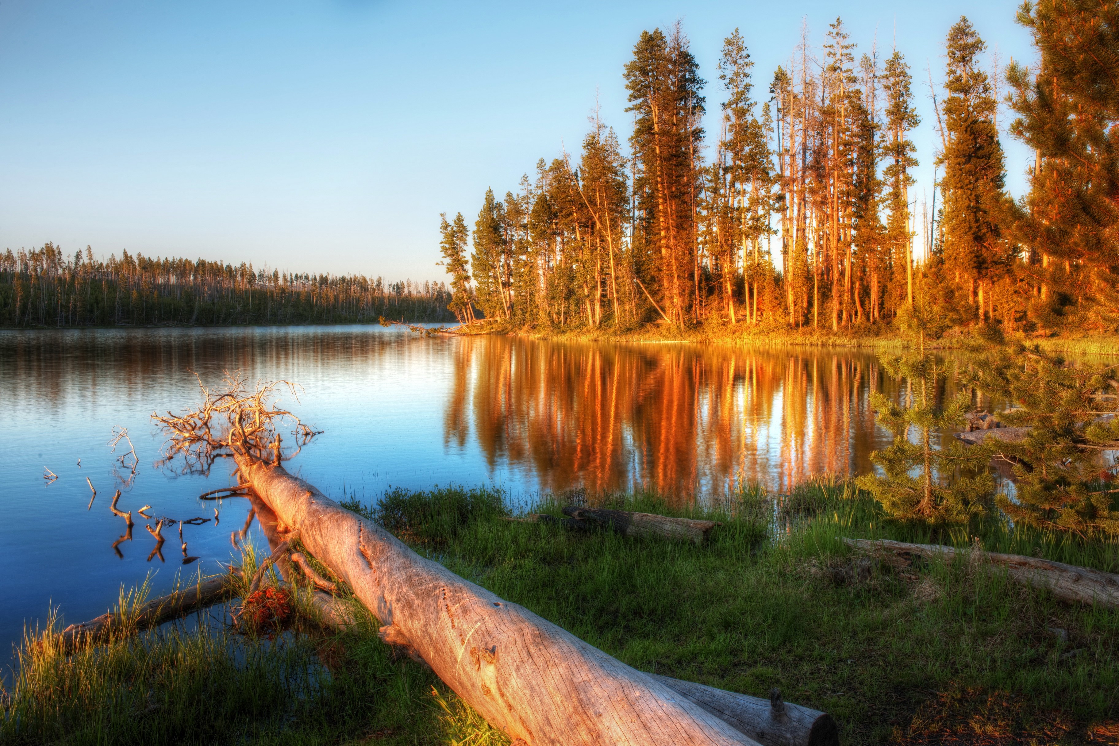 Fallen tree in a lake with pine forest reflection HD Wallpaper