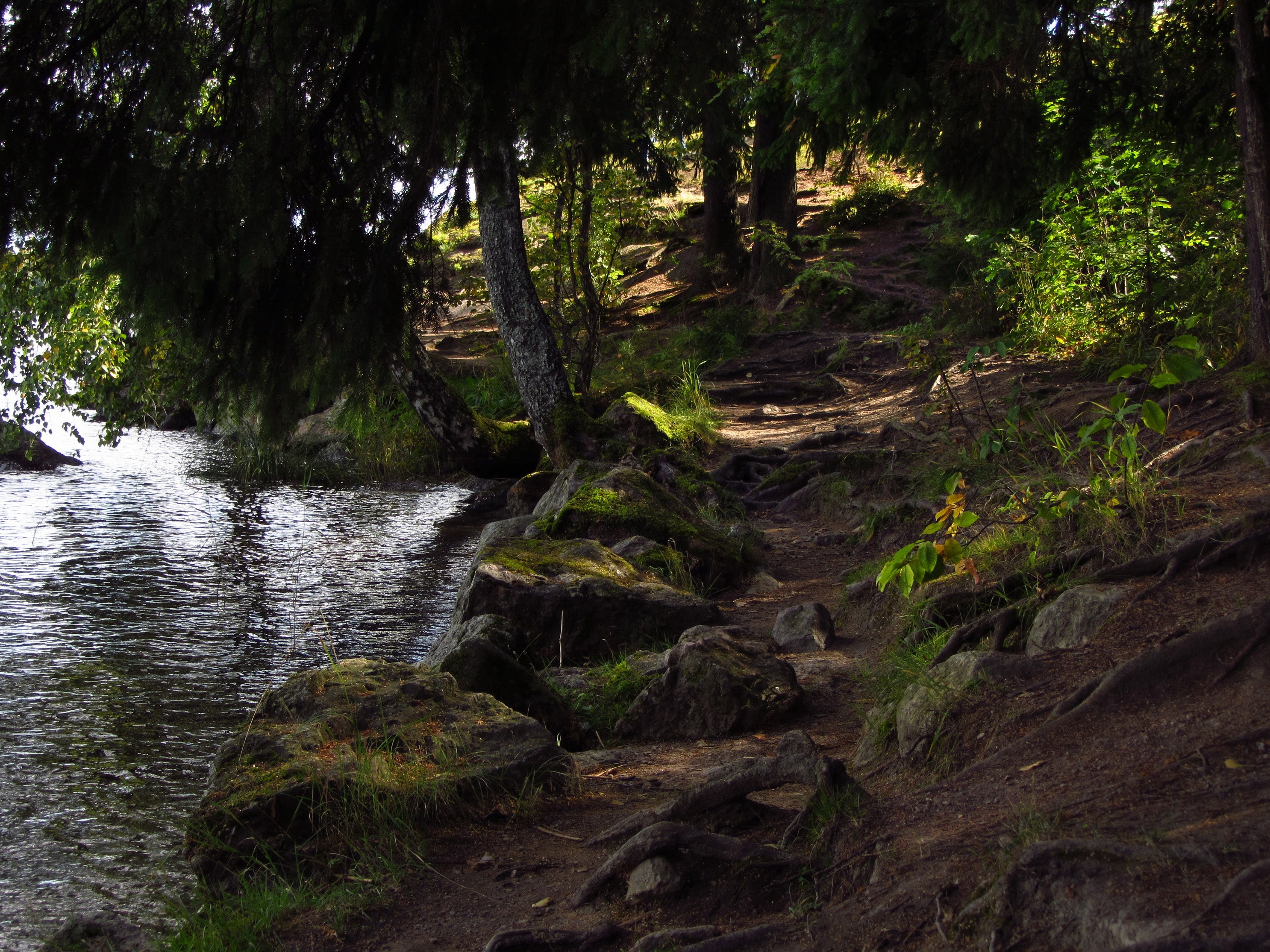 Forest path by the water HD Wallpaper