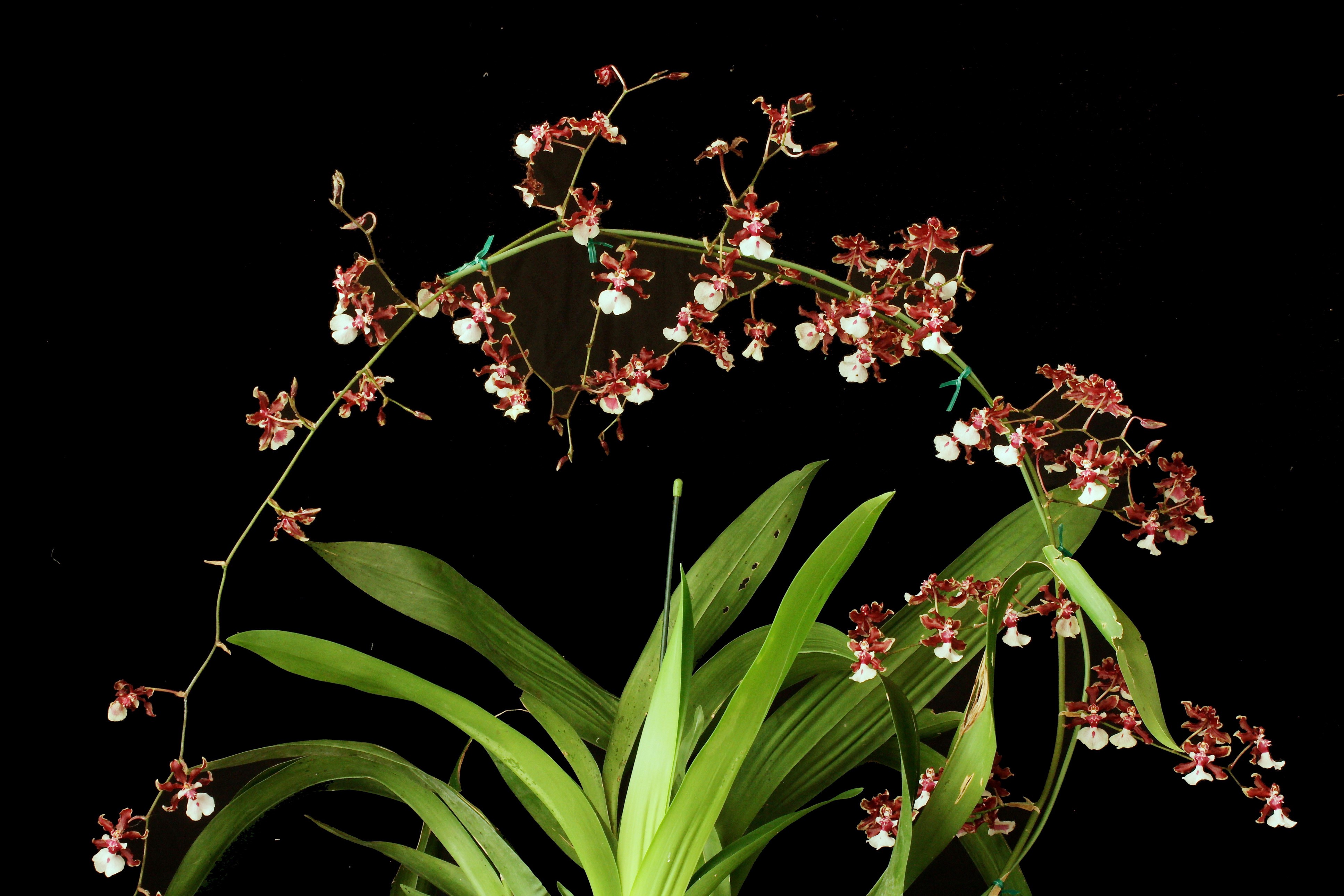 Orchid branches with red and white flowers HD Wallpaper