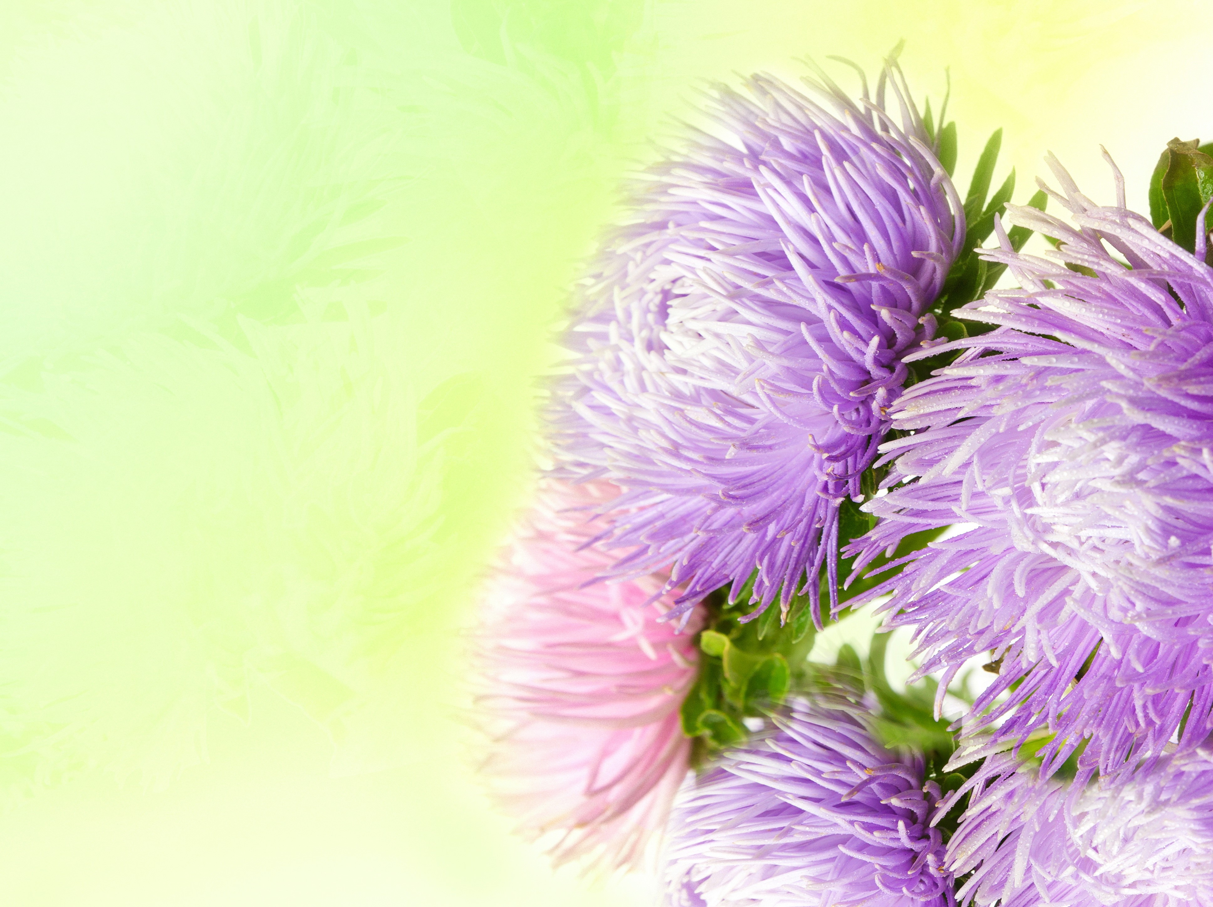 4K Asters Flowers HD Wallpaper