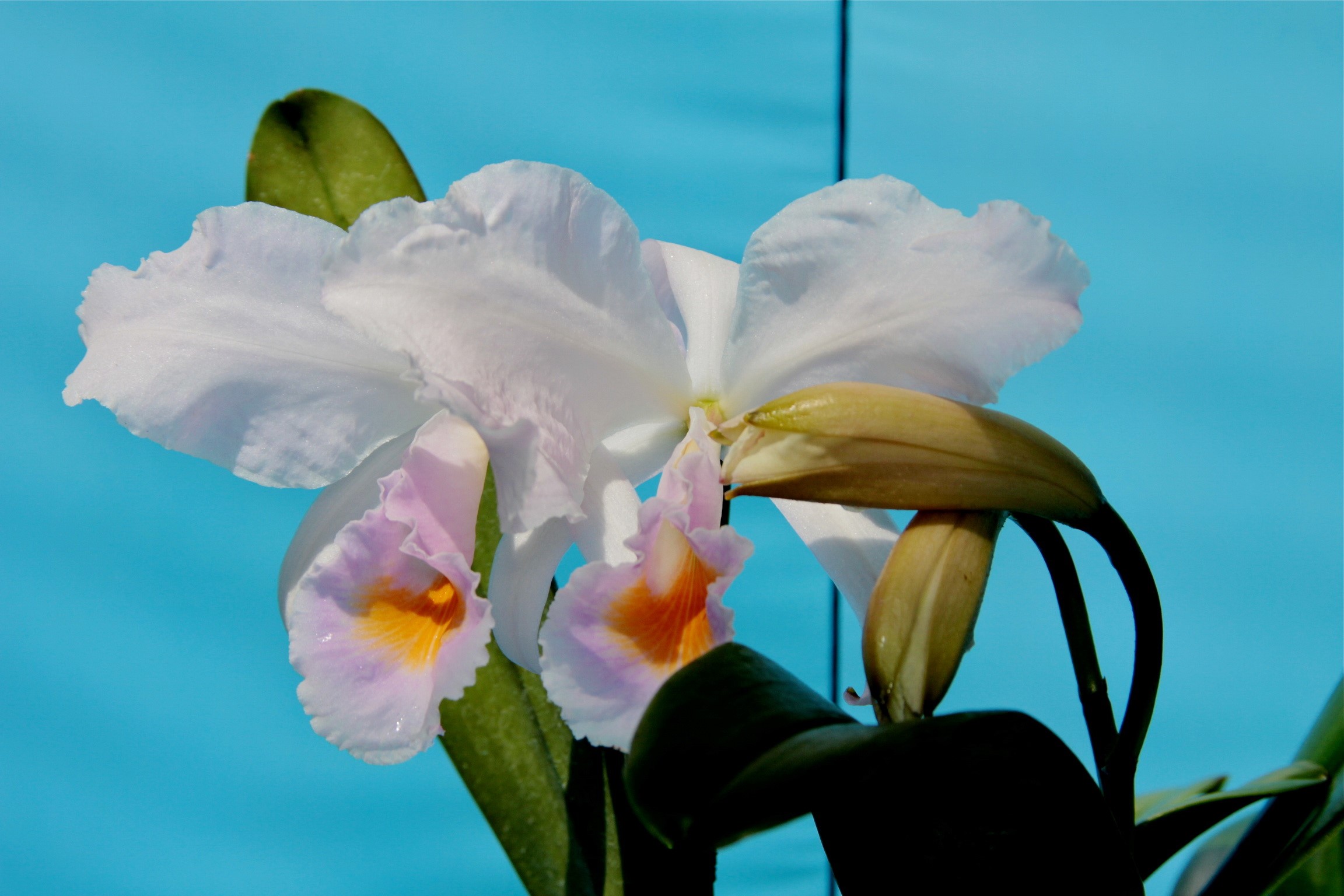 White and pink orchid with yellow center HD Wallpaper