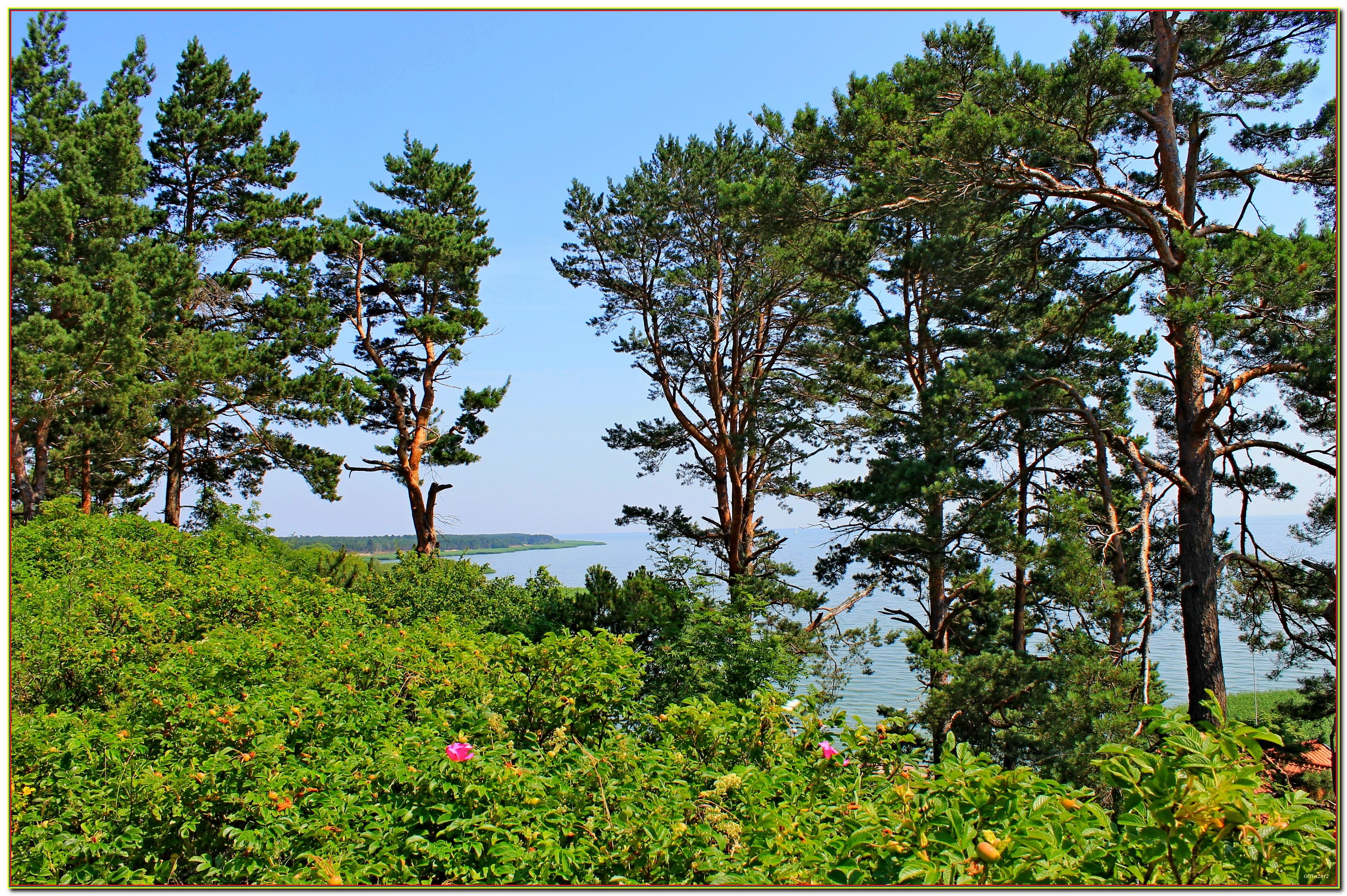 Pine trees on a hill overlooking a bay in Nida, Lithuania HD Wallpaper
