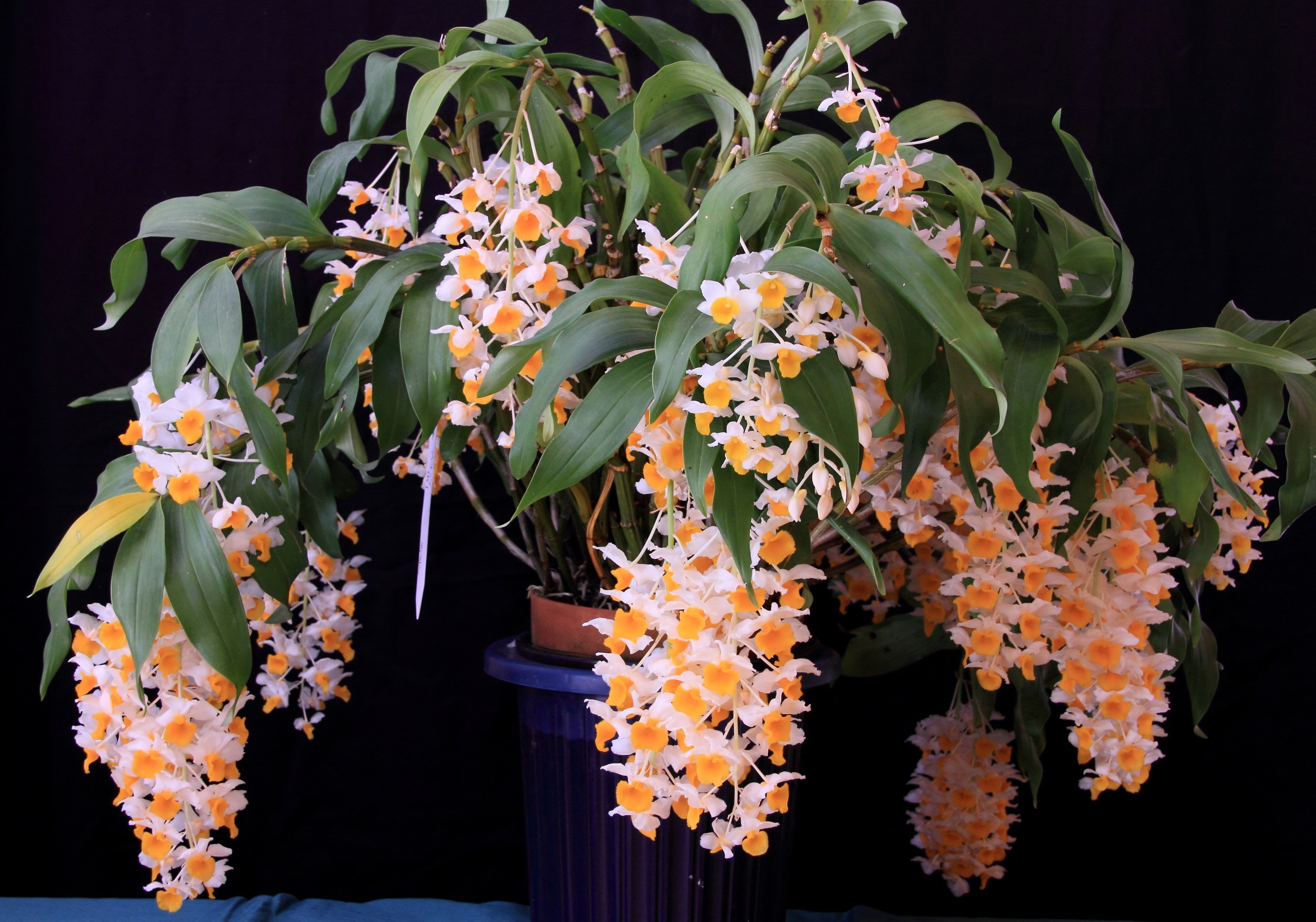 Dendrobium orchid plant with cascading white and orange flowers HD Wallpaper