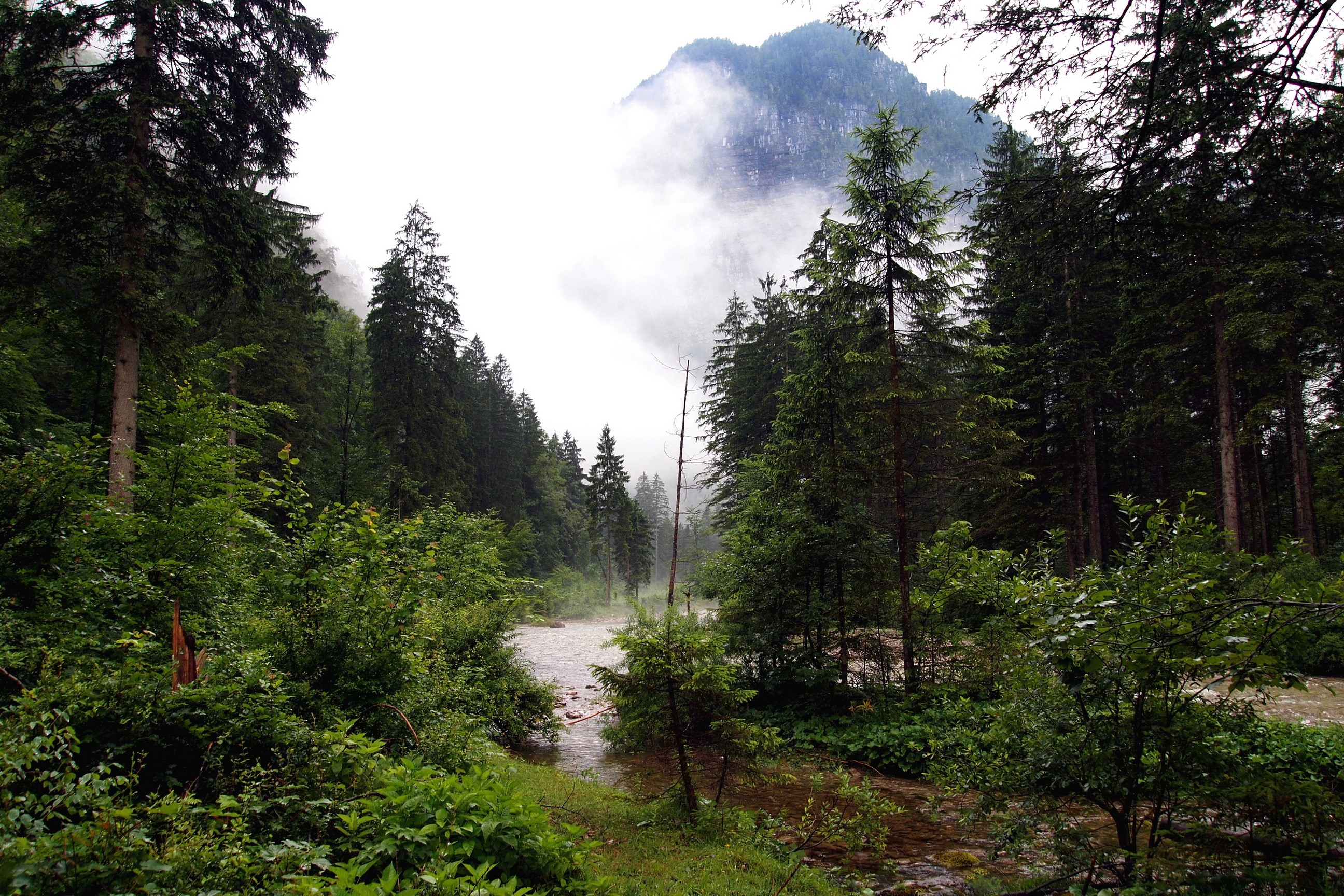 River flowing through a misty forest in Austria HD Wallpaper