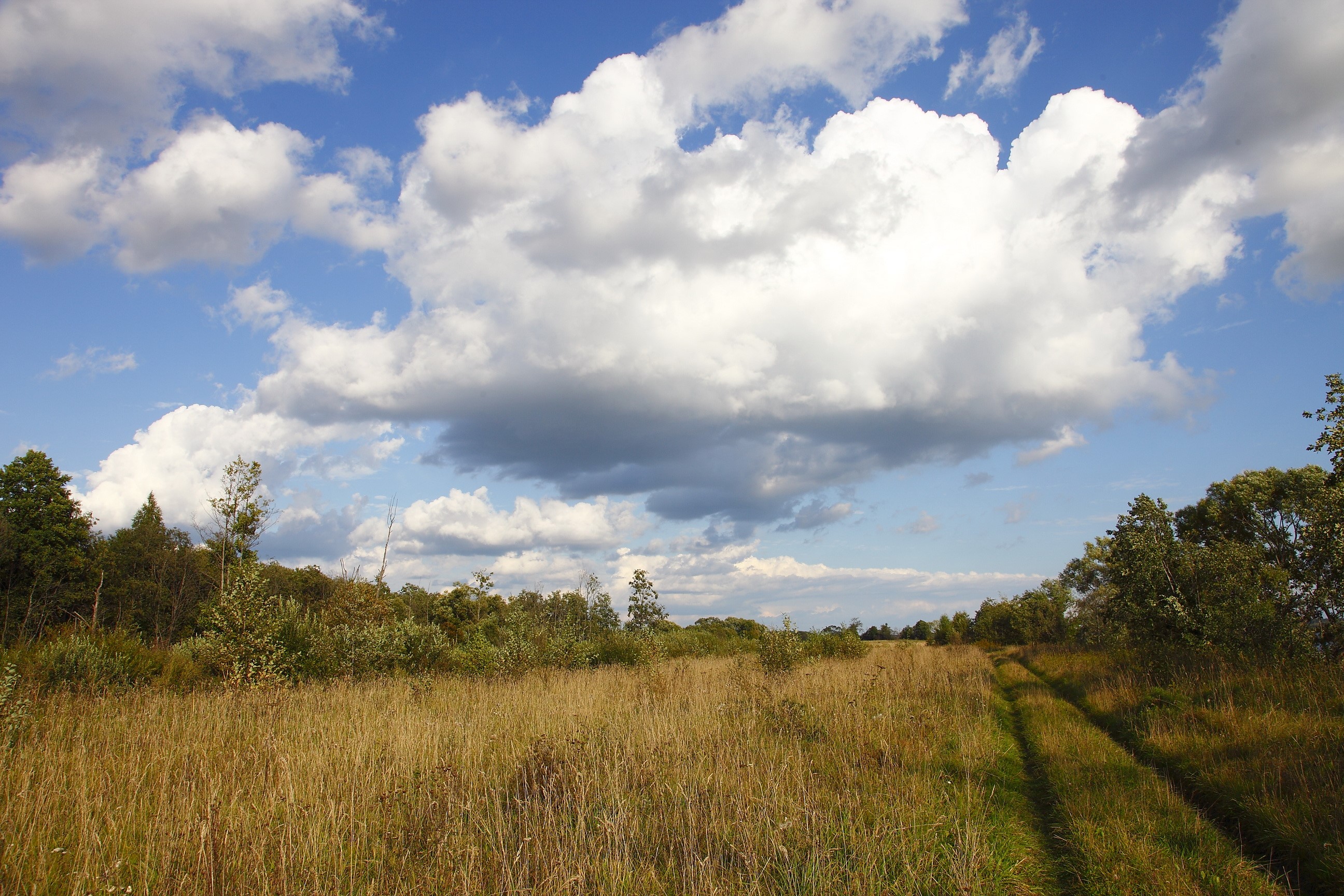 A dirt road through a grassy field under a cloudy sky HD Wallpaper