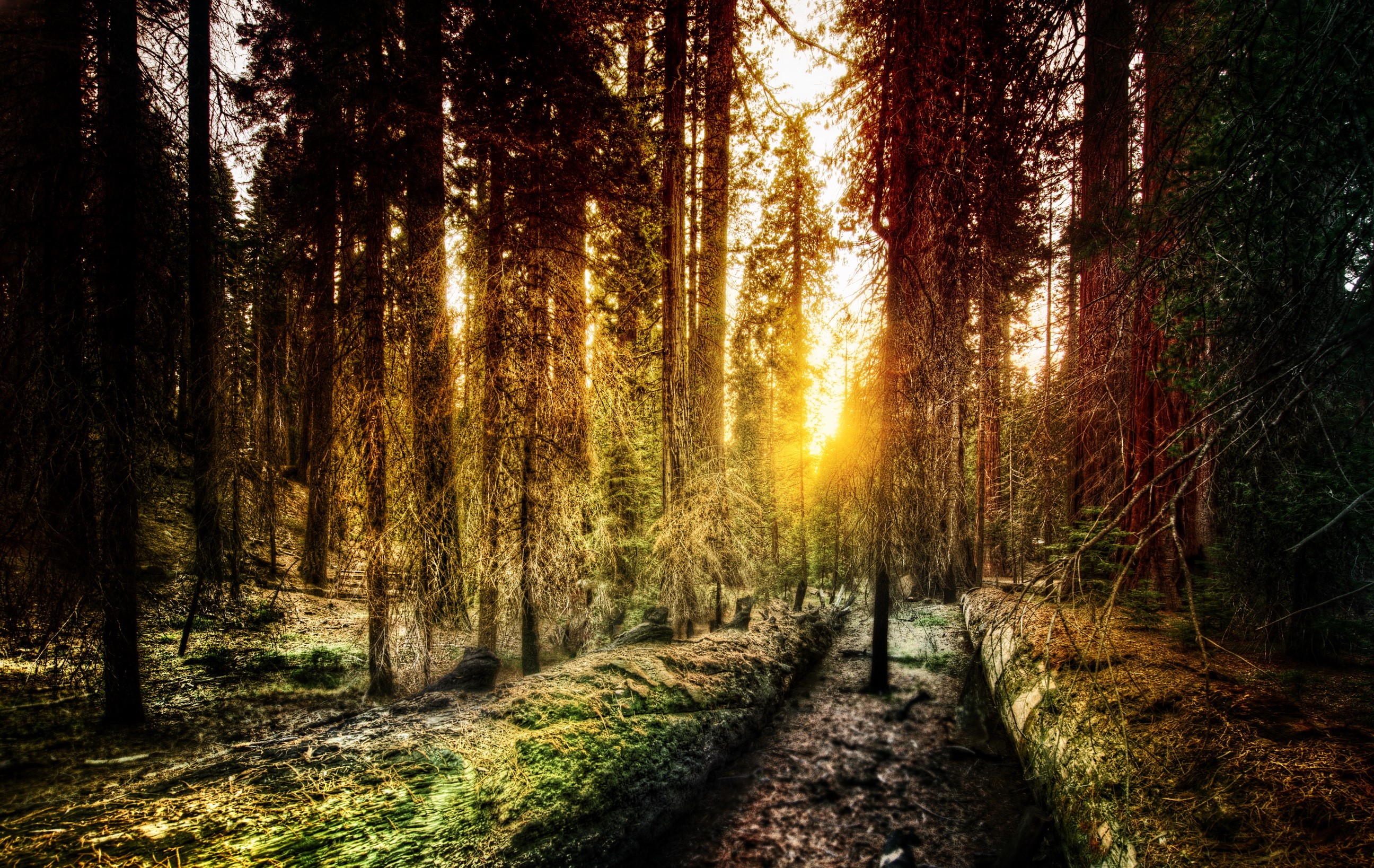 Sunlight filtering through trees in Yosemite National Park HD Wallpaper