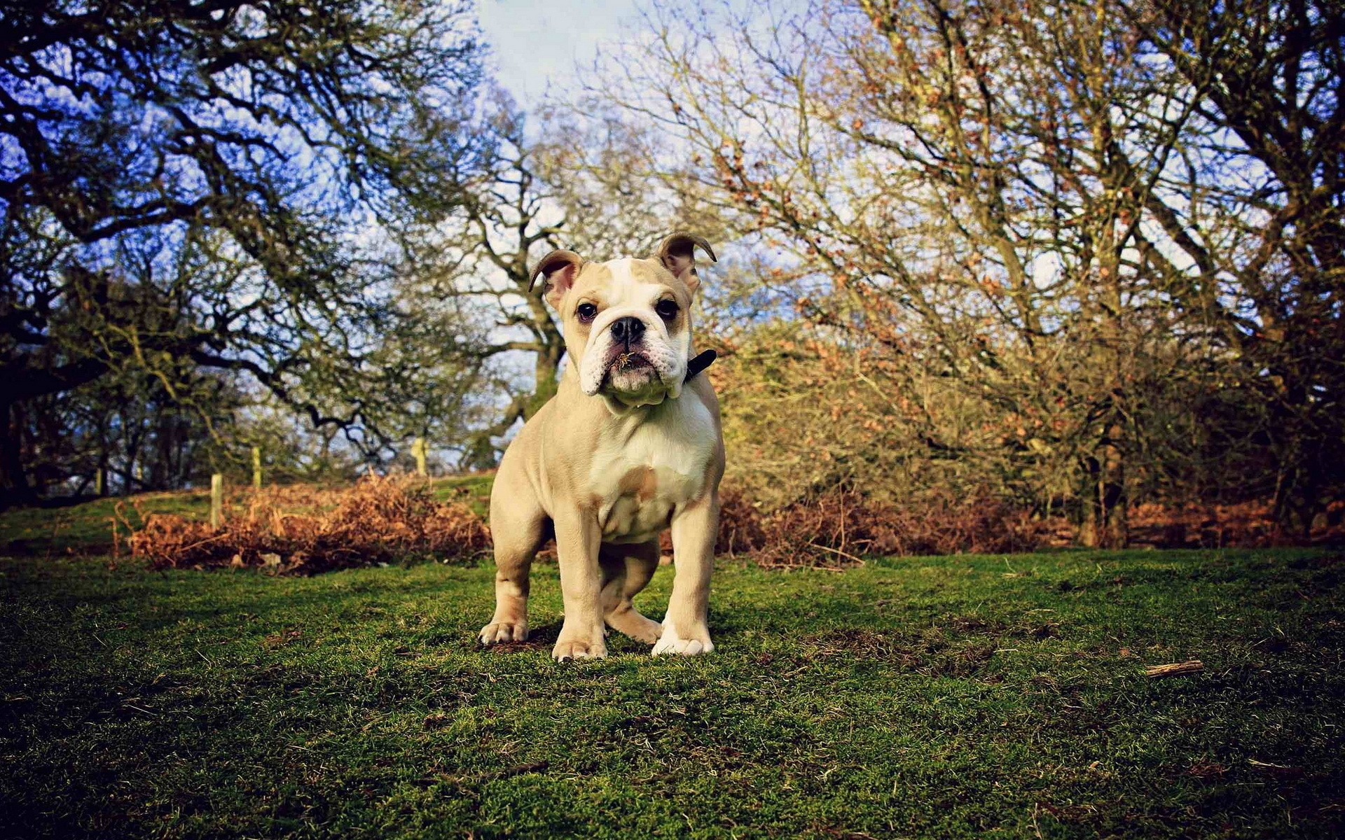 Bulldog puppy sitting on grass in a park HD Wallpaper