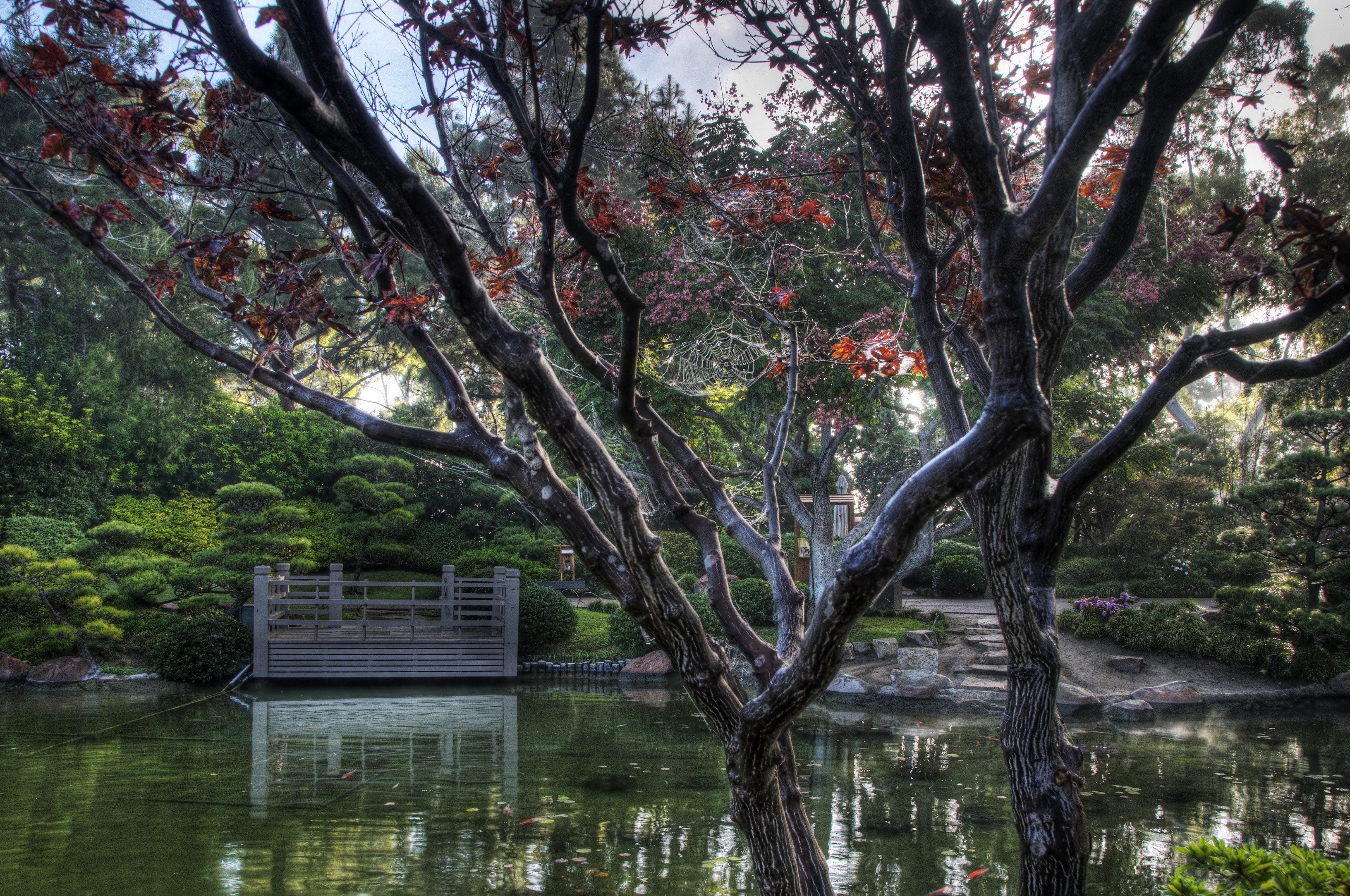Earl Burns Miller Japanese Garden with Pond and Trees HD Wallpaper